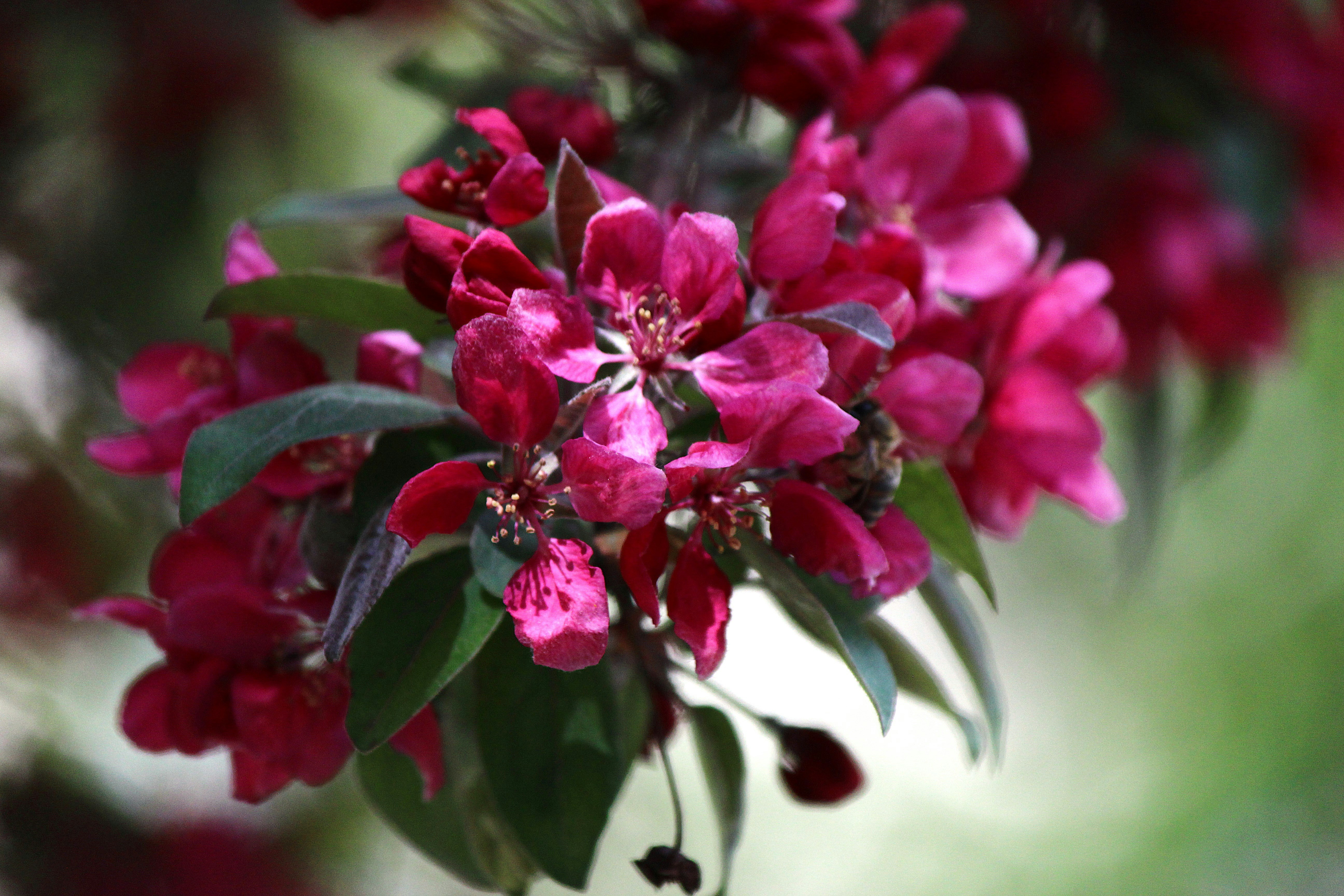 Un racimo de flores de cerezo rosa vibrante en una rama.