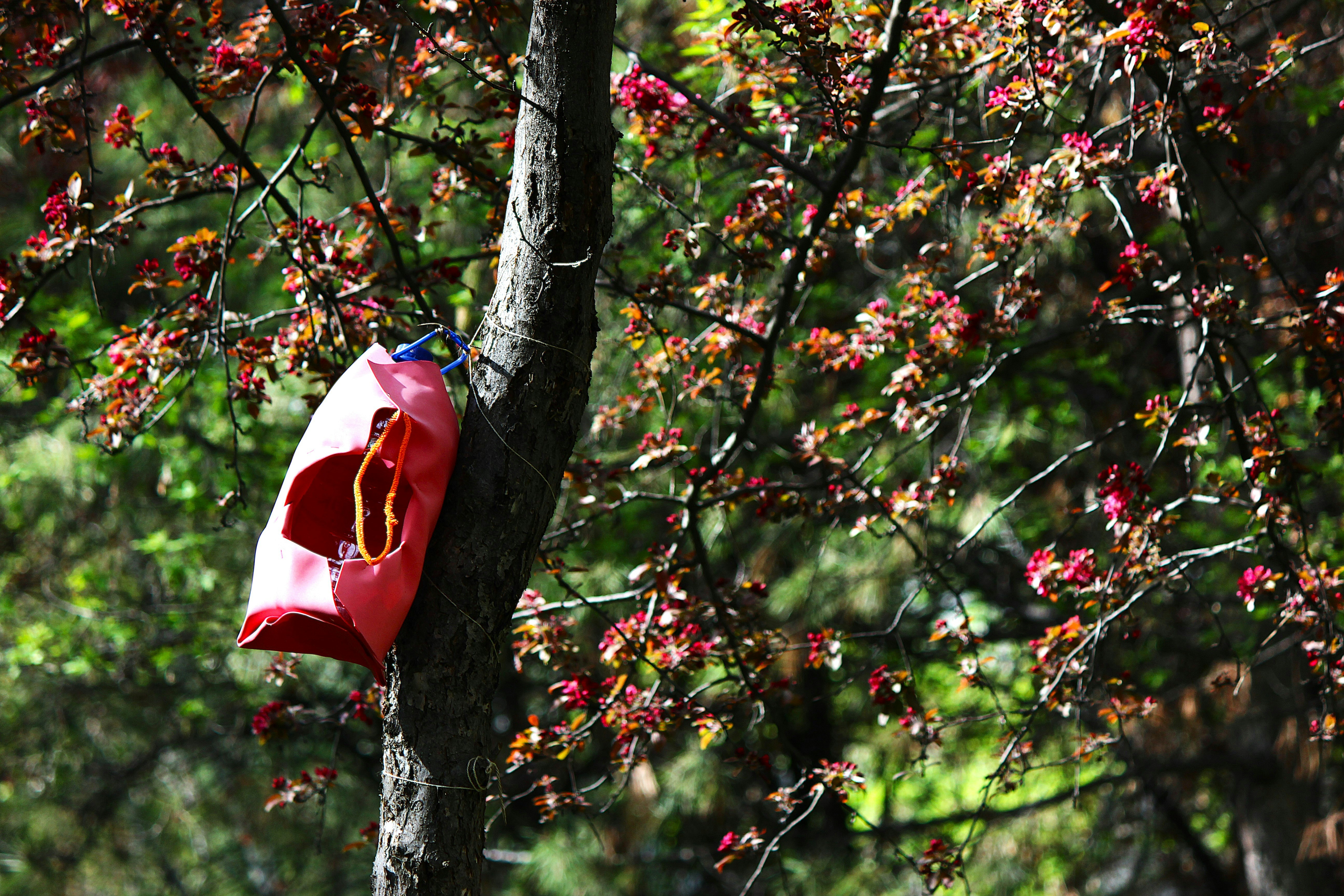 Cubo de plástico rojo colgado de una rama de árbol