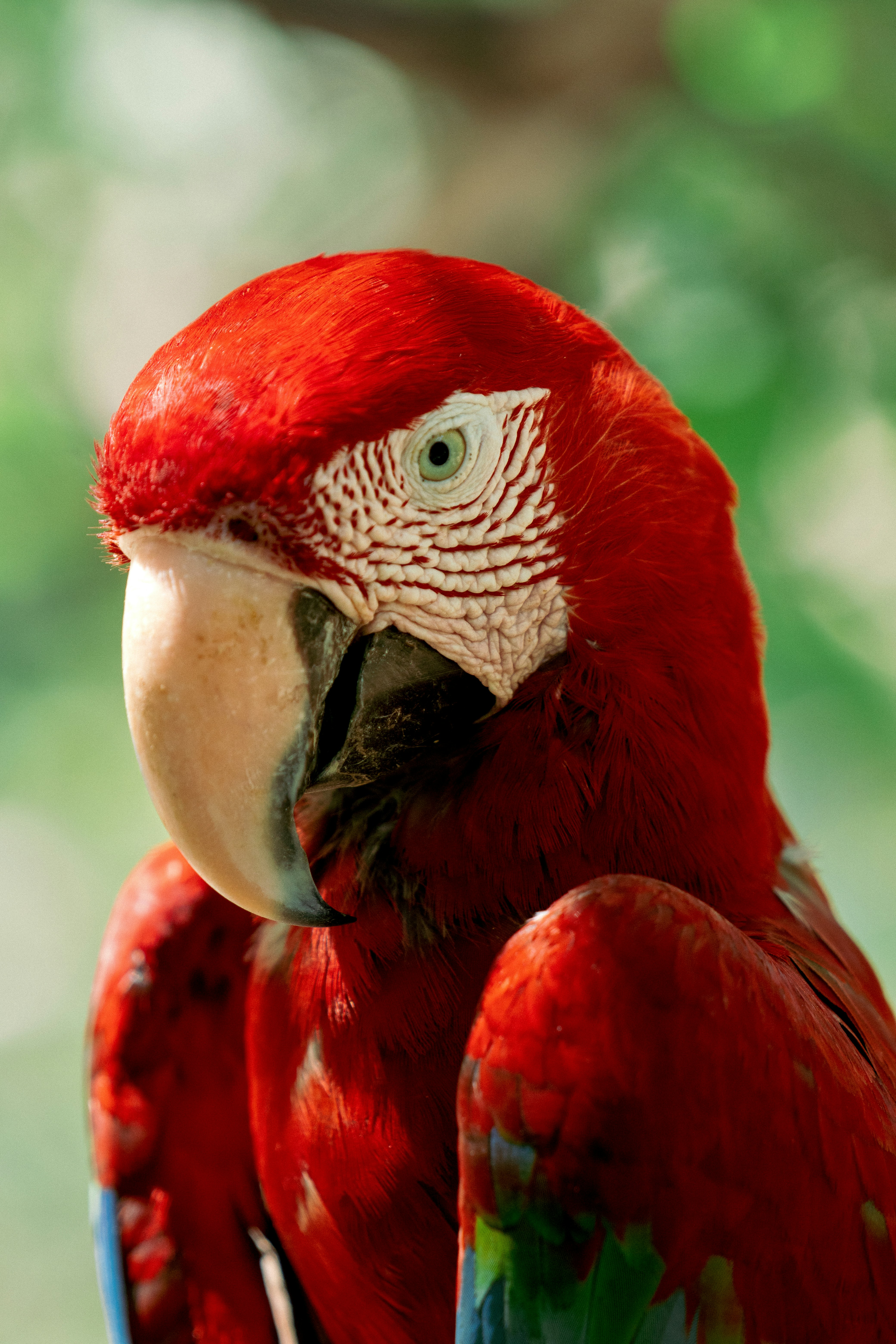 A vibrant red macaw parrot with striking blue feathers.