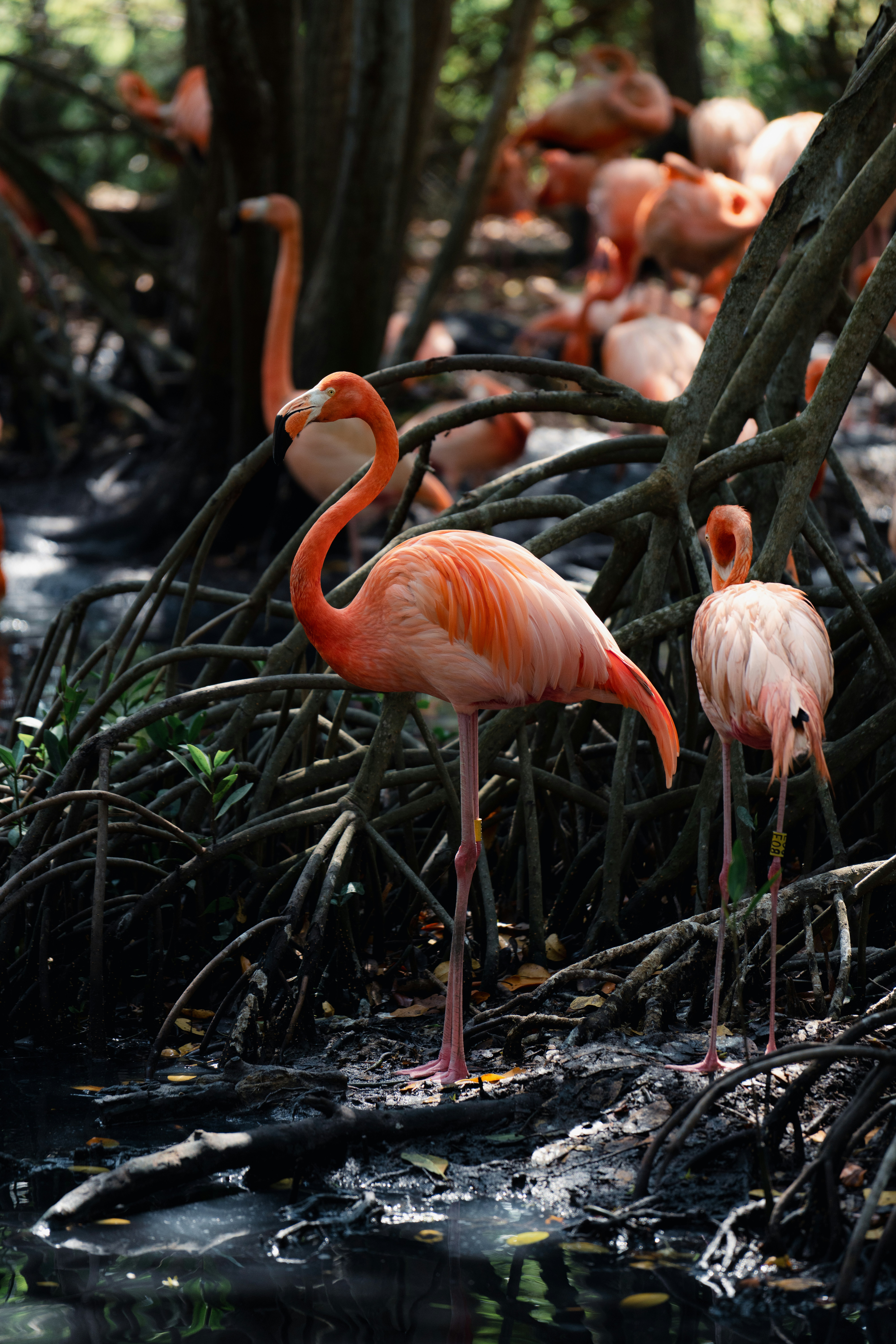 A group of bright pink flamingos standing among mangrove roots in Colombia, surrounded by shaded wetland water and tropical forest scenery.