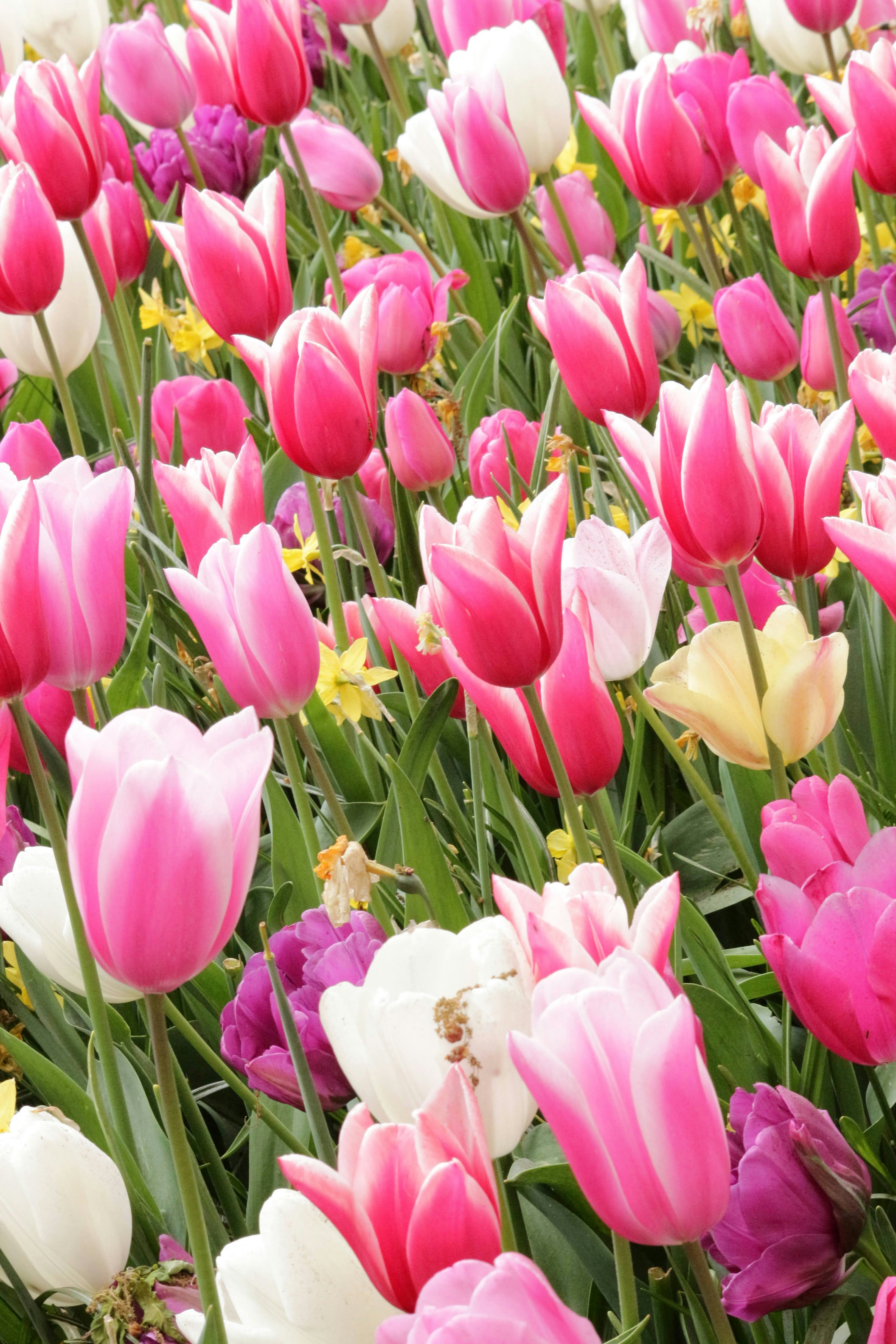 Ein Feld aus leuchtend rosa und weißen Tulpen, die blühen.