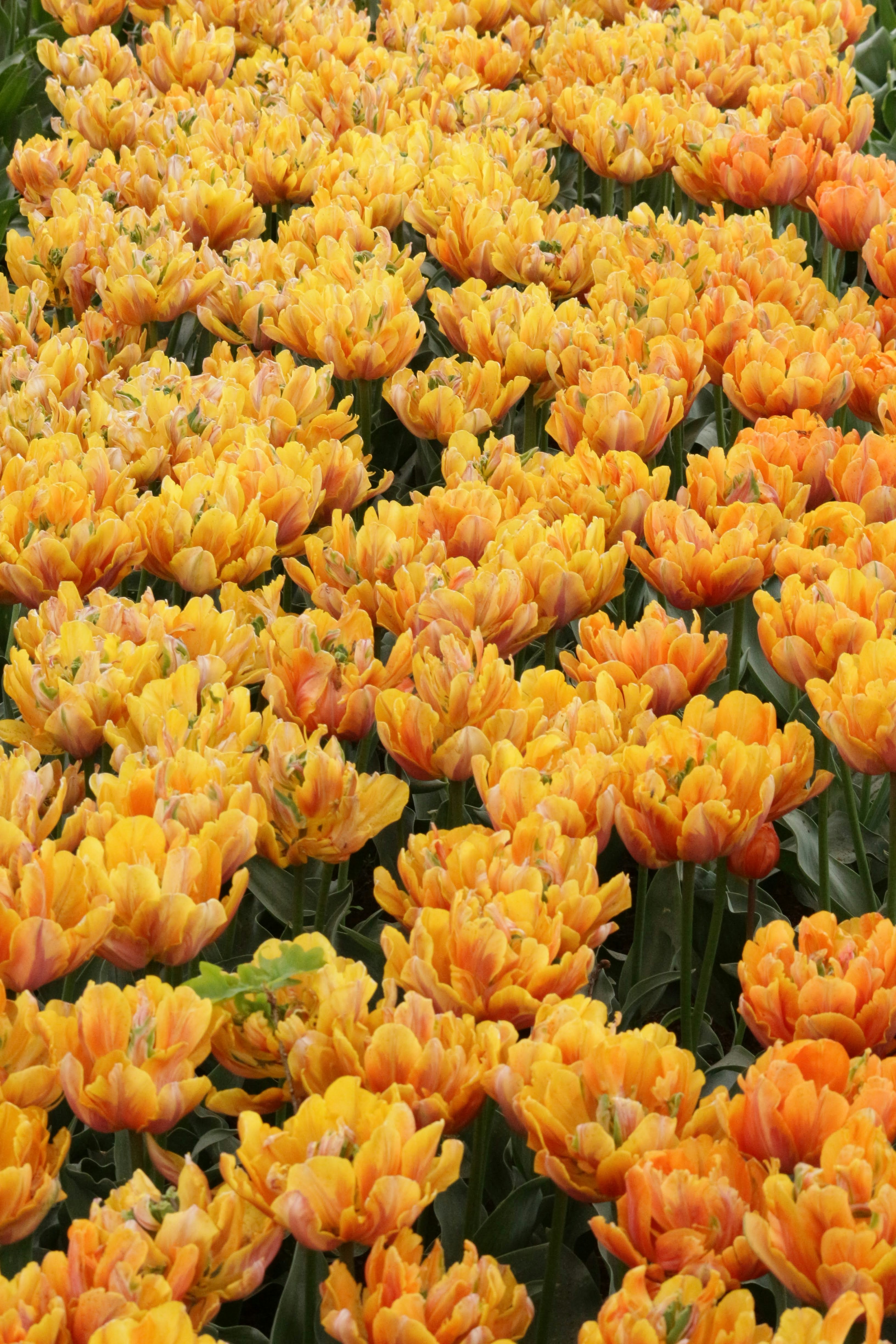 Feld aus leuchtend orangefarbenen und gelben Doppeltulpen.