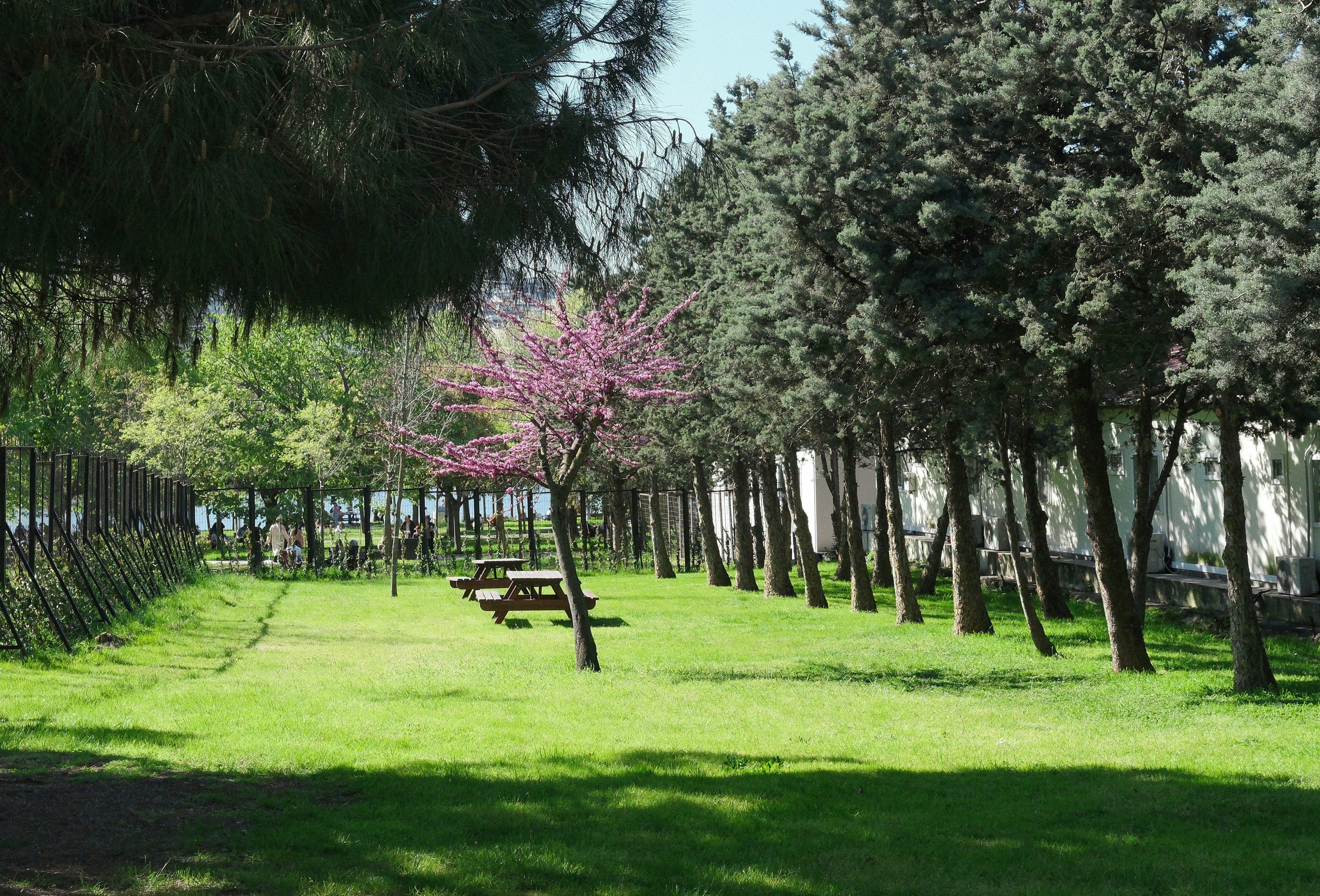 Un parco con tavoli da picnic e alberi.