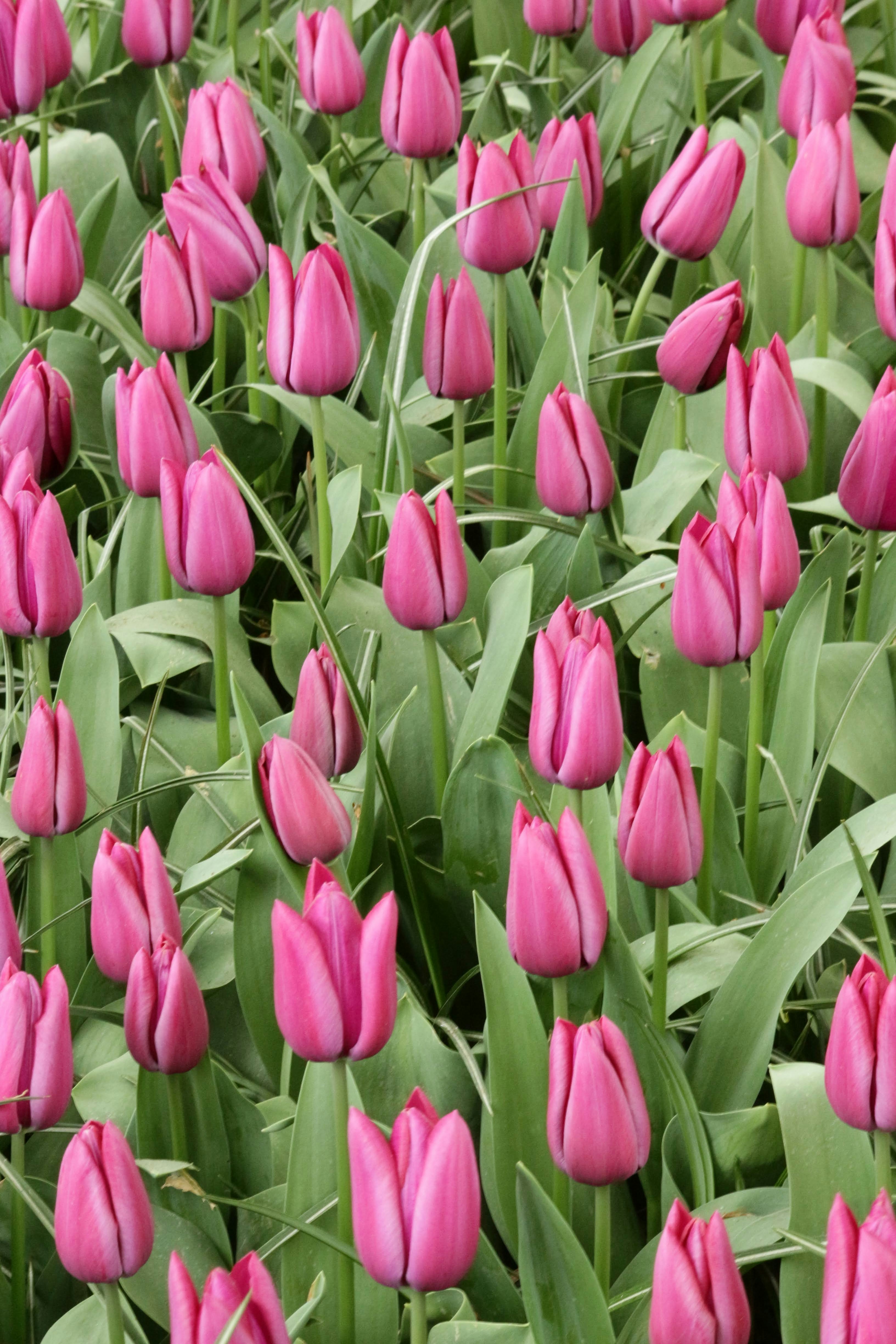 Ein Feld leuchtend pinker Tulpen in Blüte.
