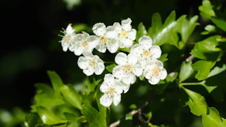Clusters of small white flowers on a green leafy branch
