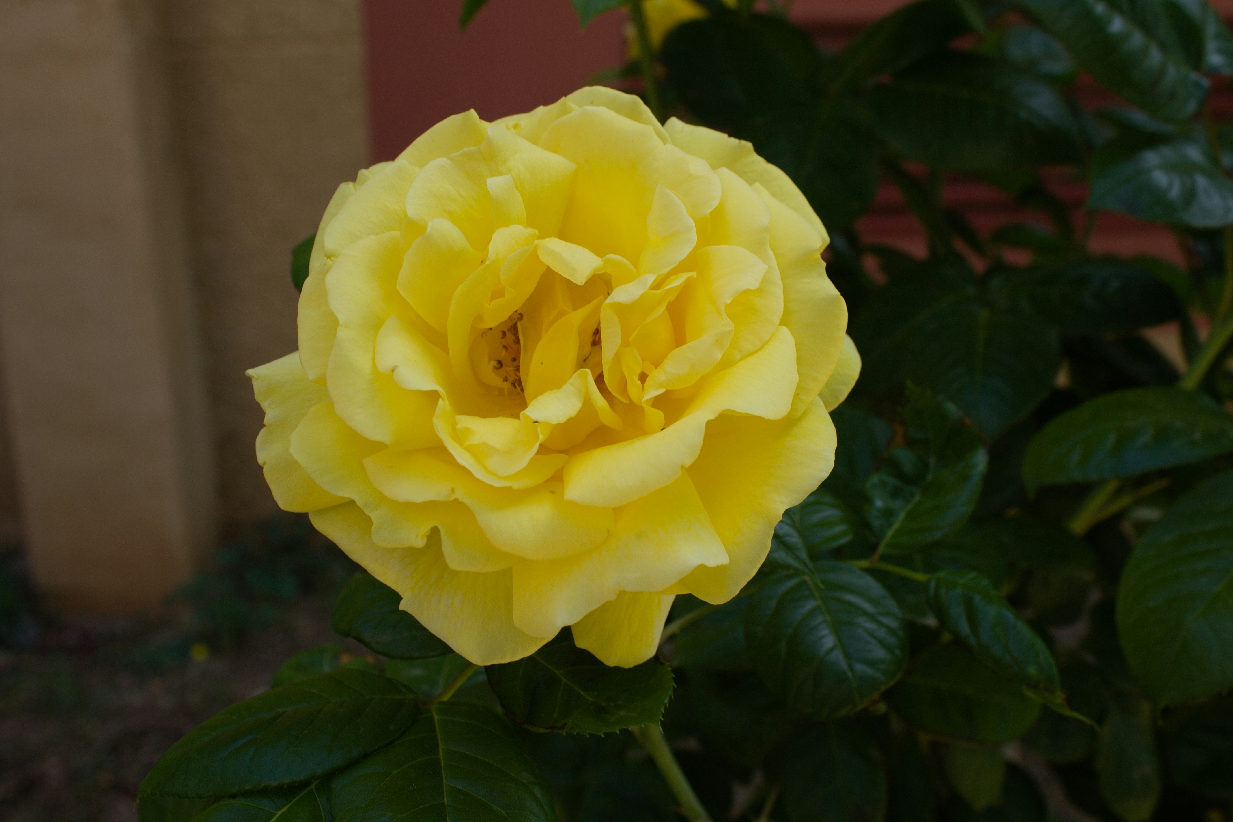 Photo by mijutoh