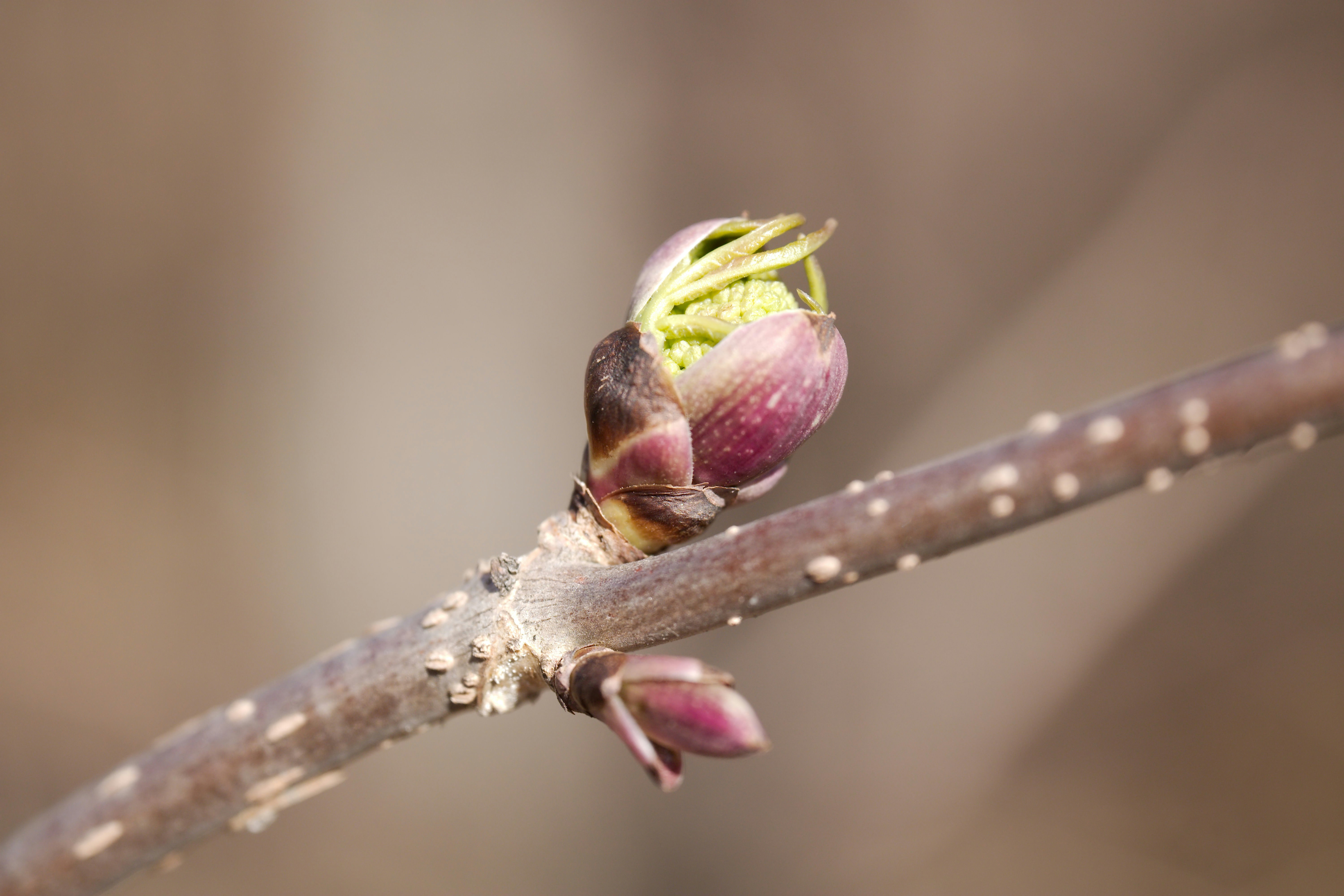 Photo by dcbelanger