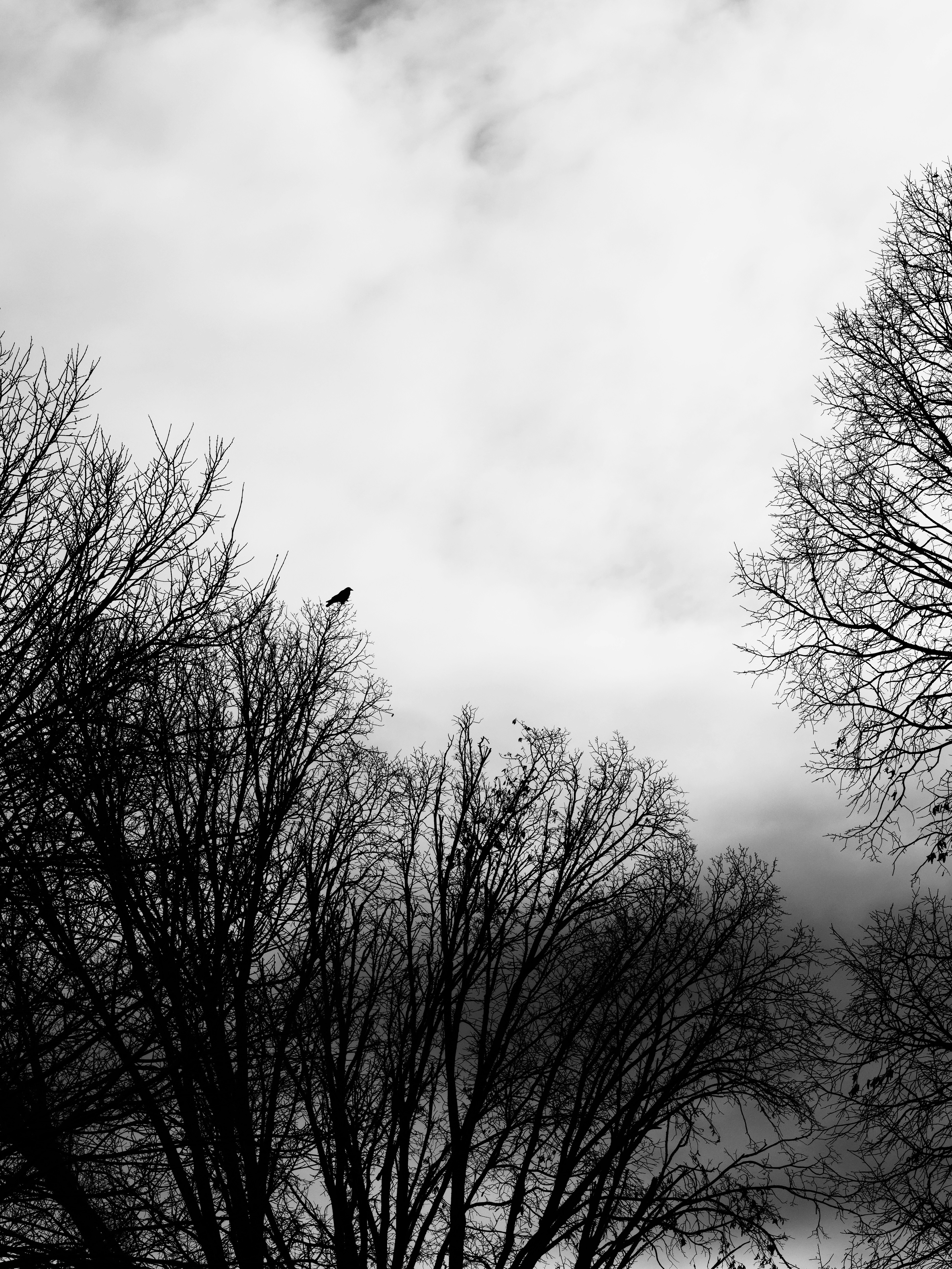 Bare tree branches against a cloudy sky