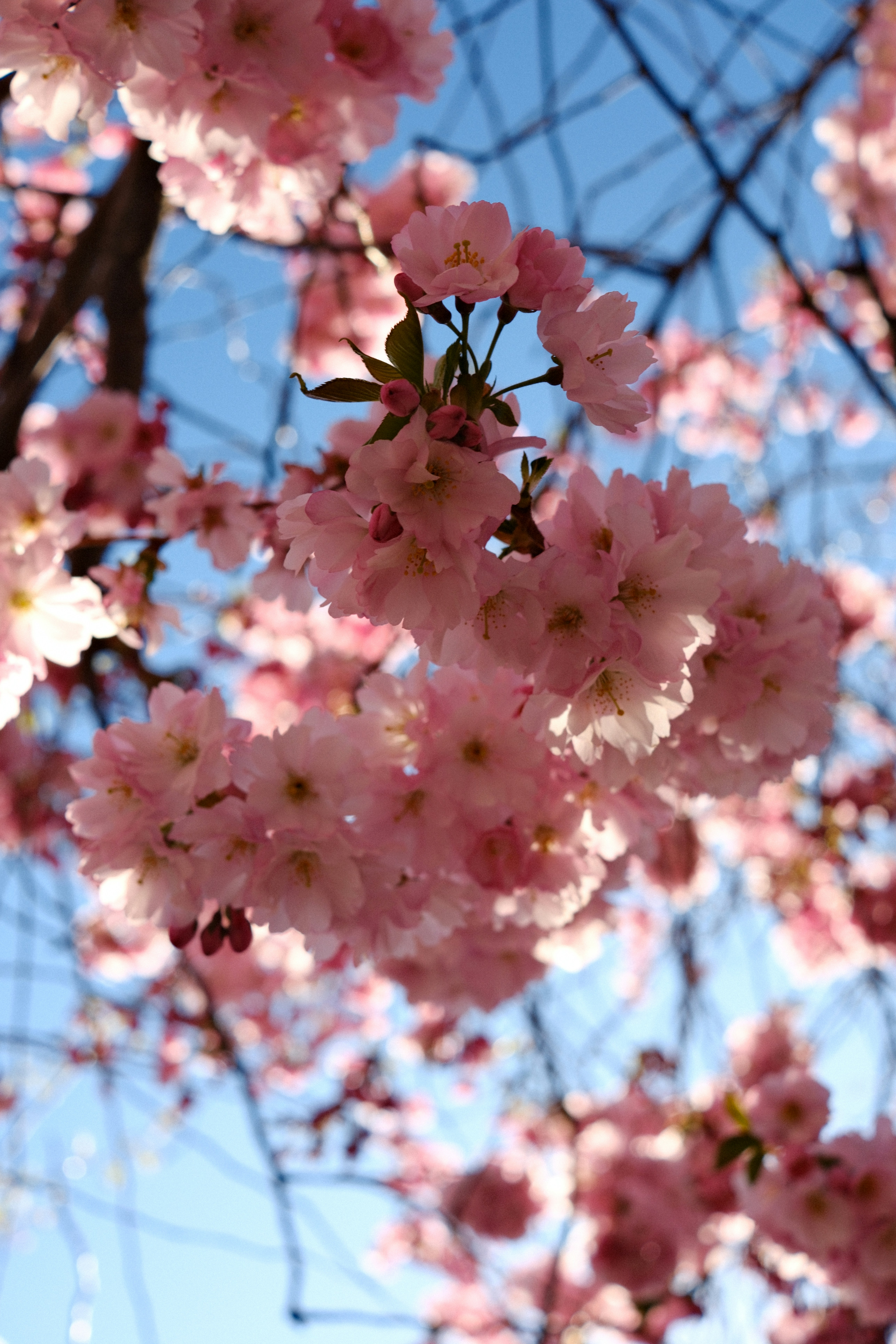 Photo by sahesh