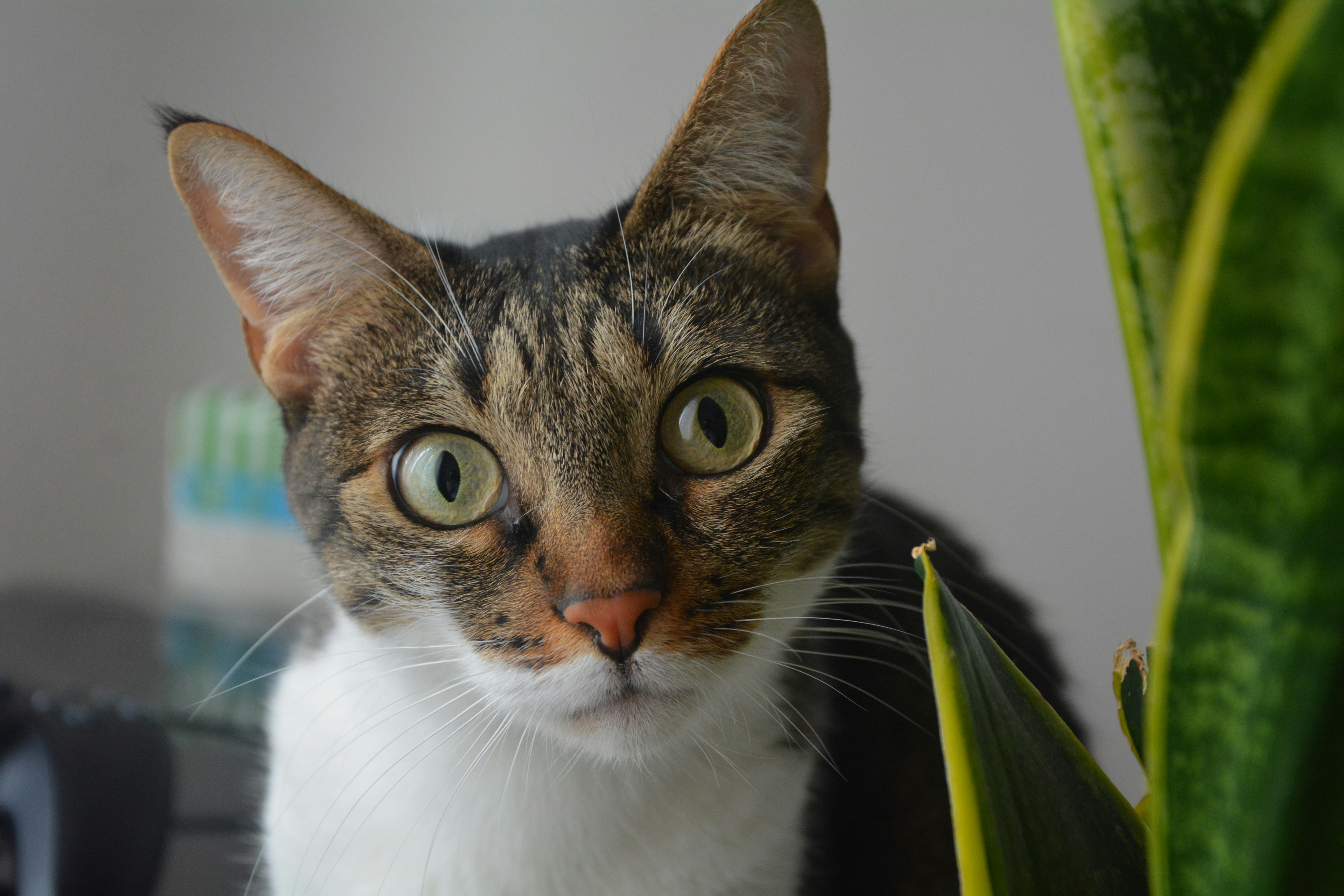 A curious tabby cat peeks from behind a plant.