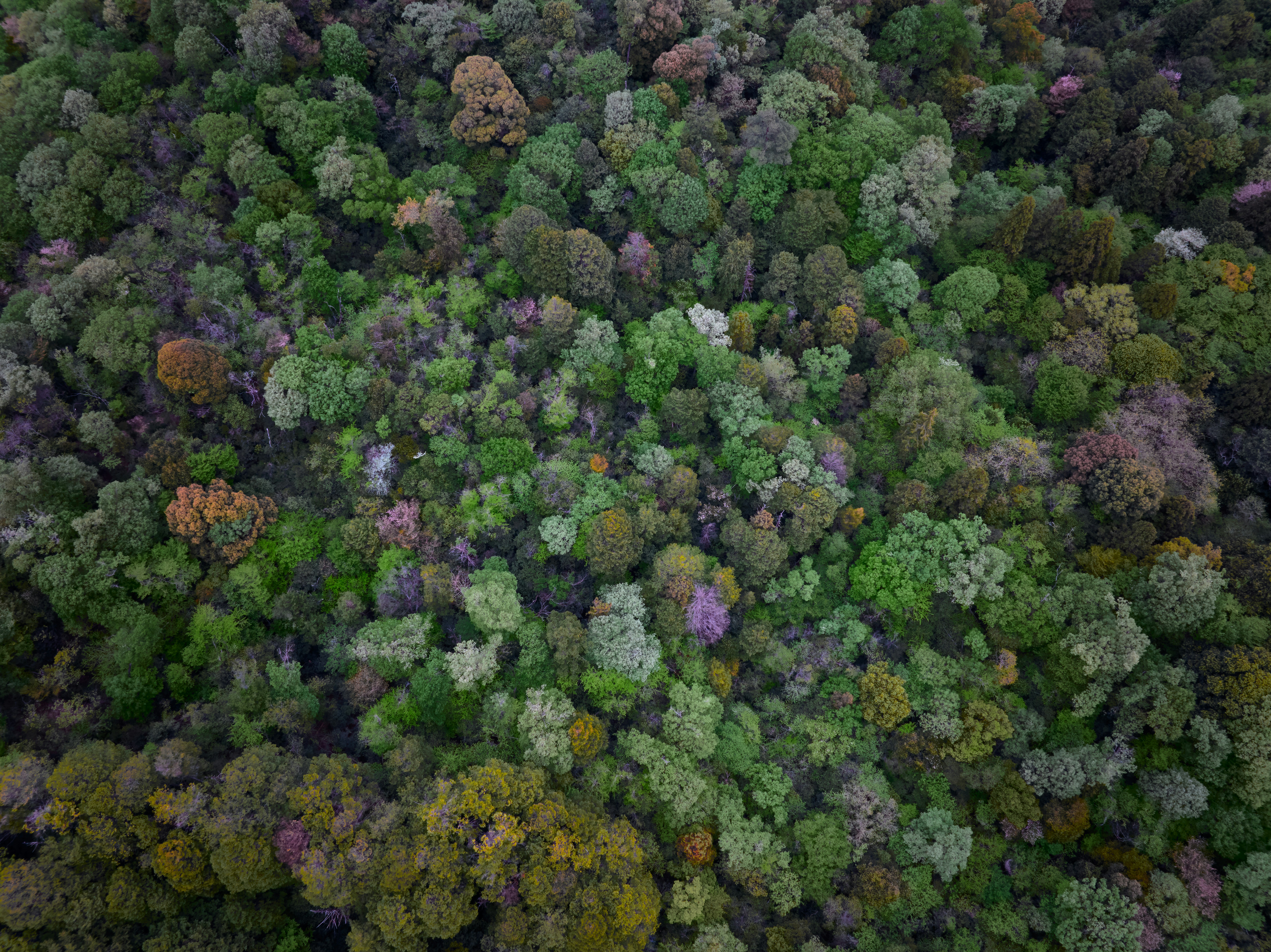 Aerial view of a dense forest with varied green trees.