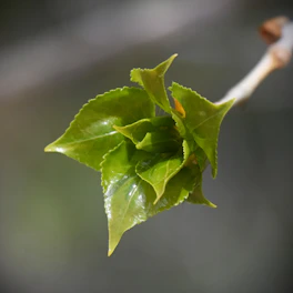 New green leaves unfurling on a branch.