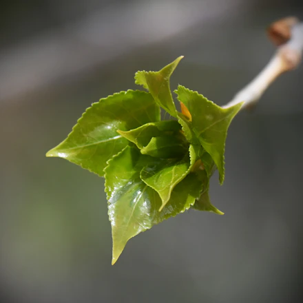 New green leaves unfurling on a branch.