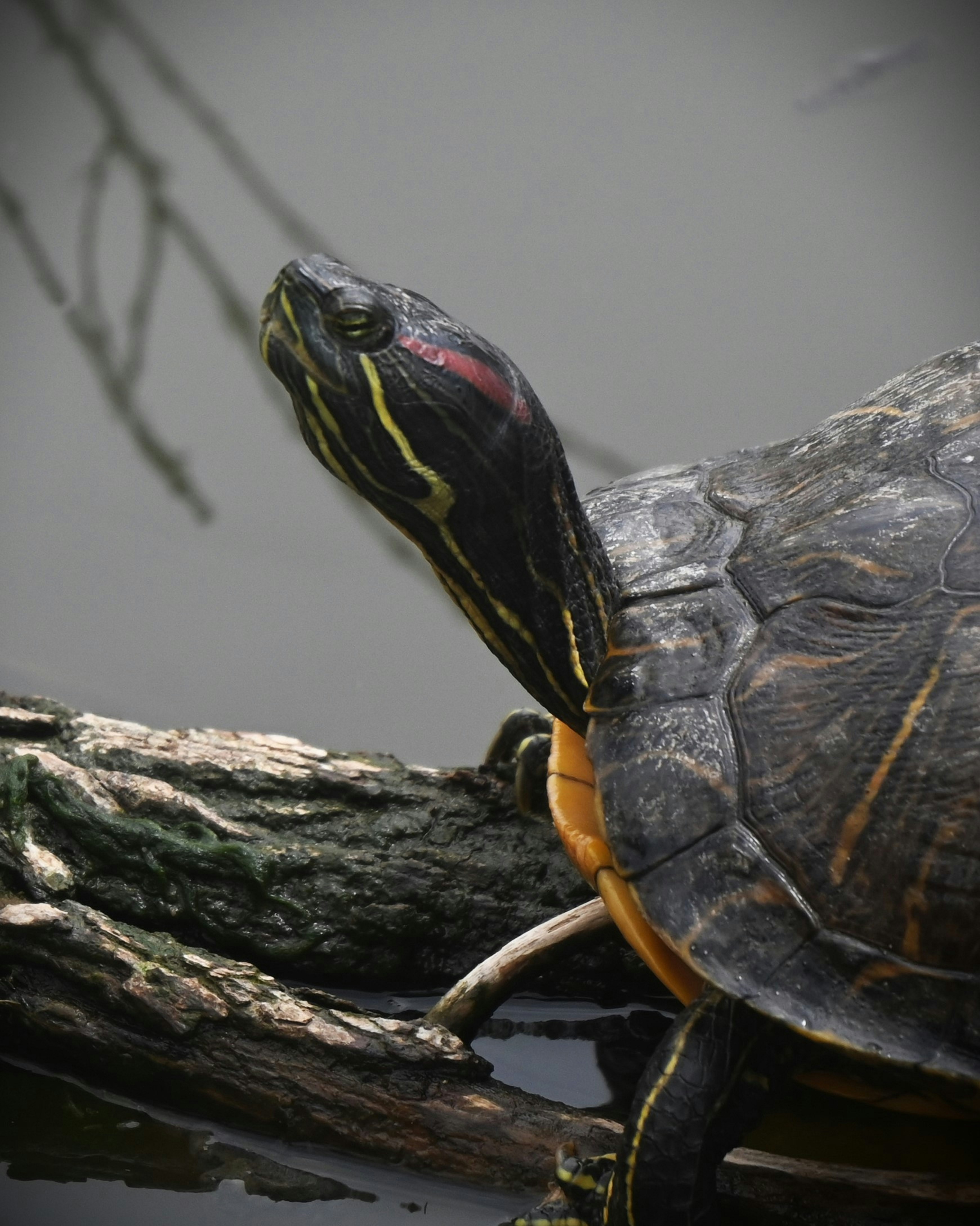 Red-eared slider turtle resting on a log