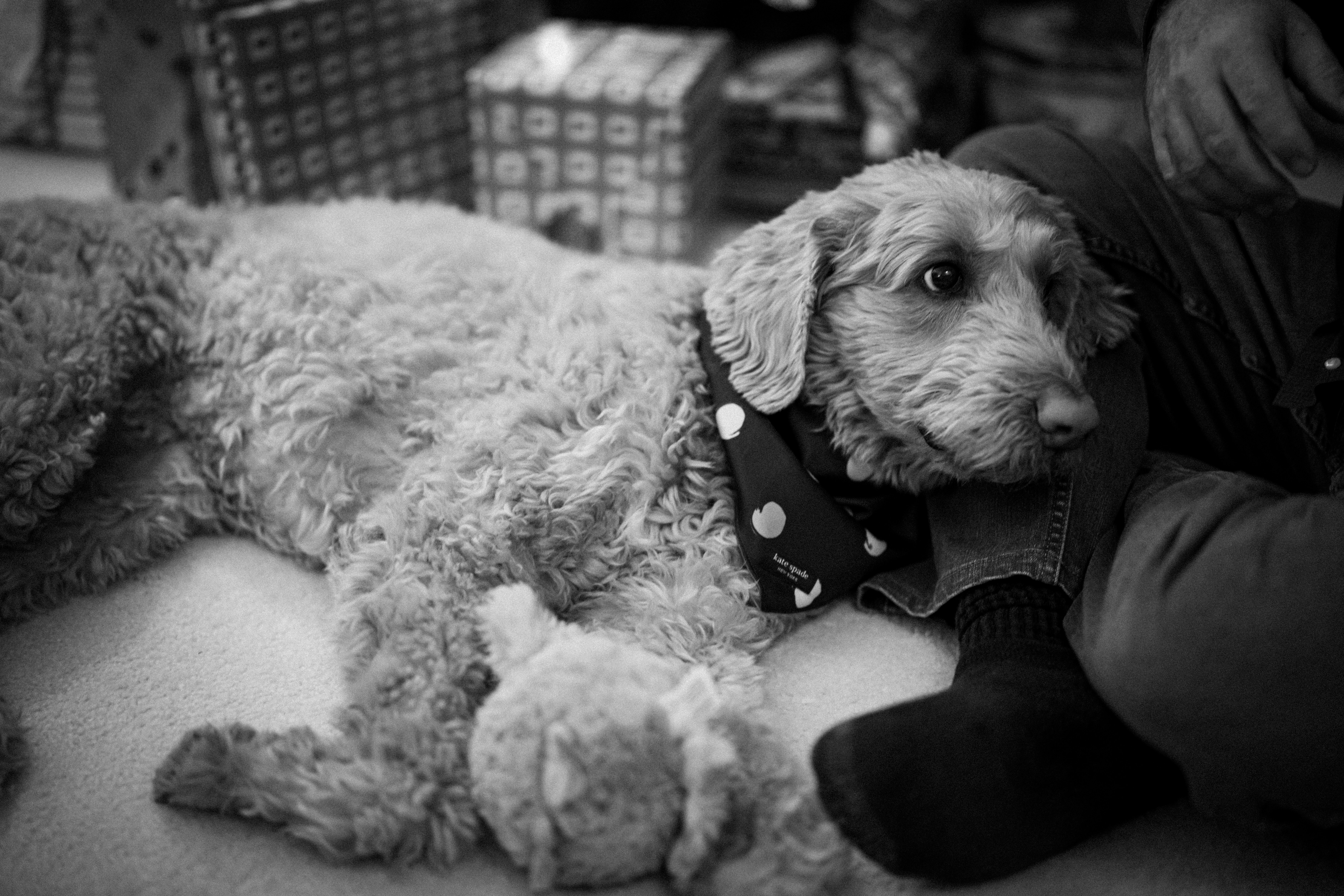 A fluffy dog lies down with a toy