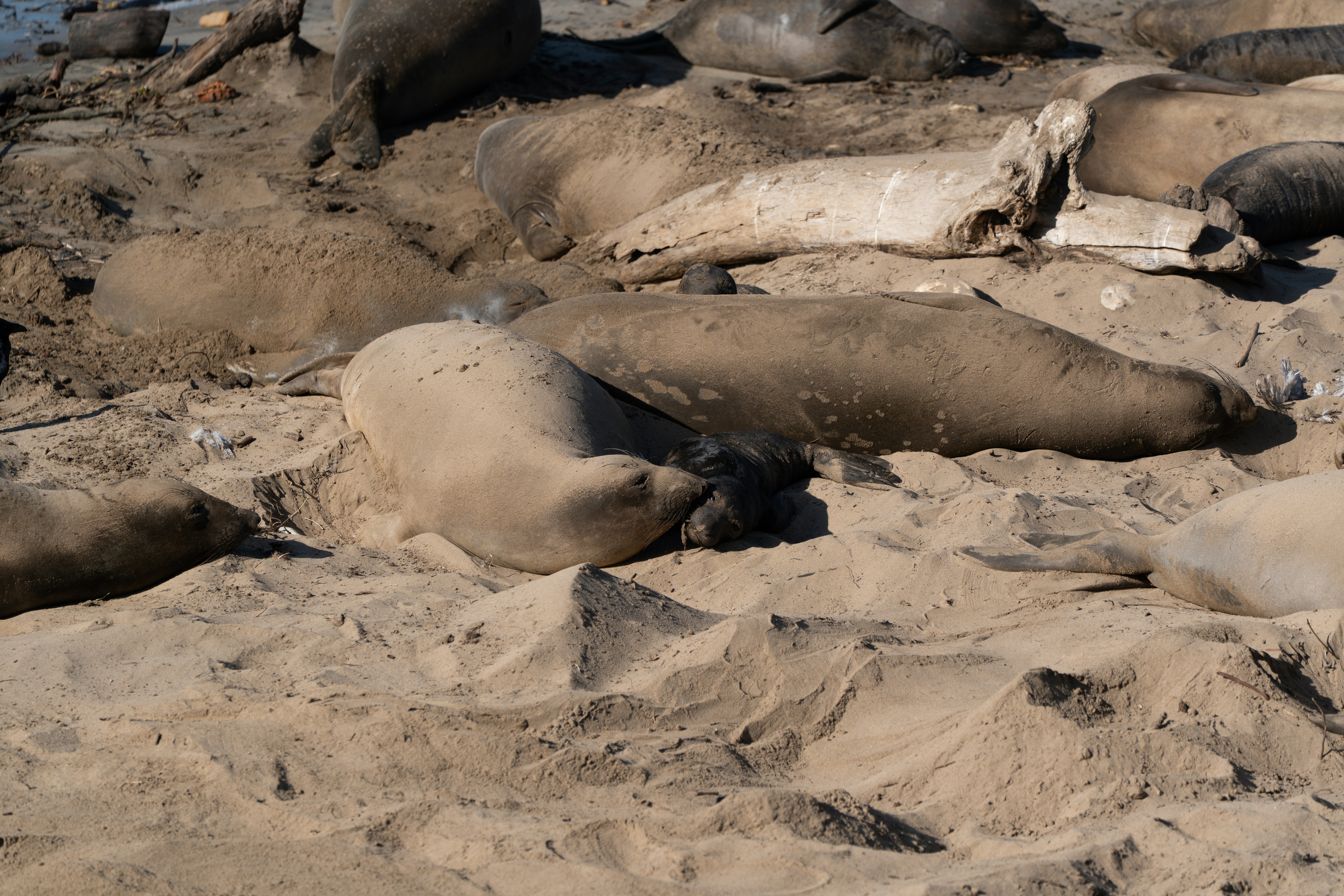 A group of elephant seals resting on a sandy beach