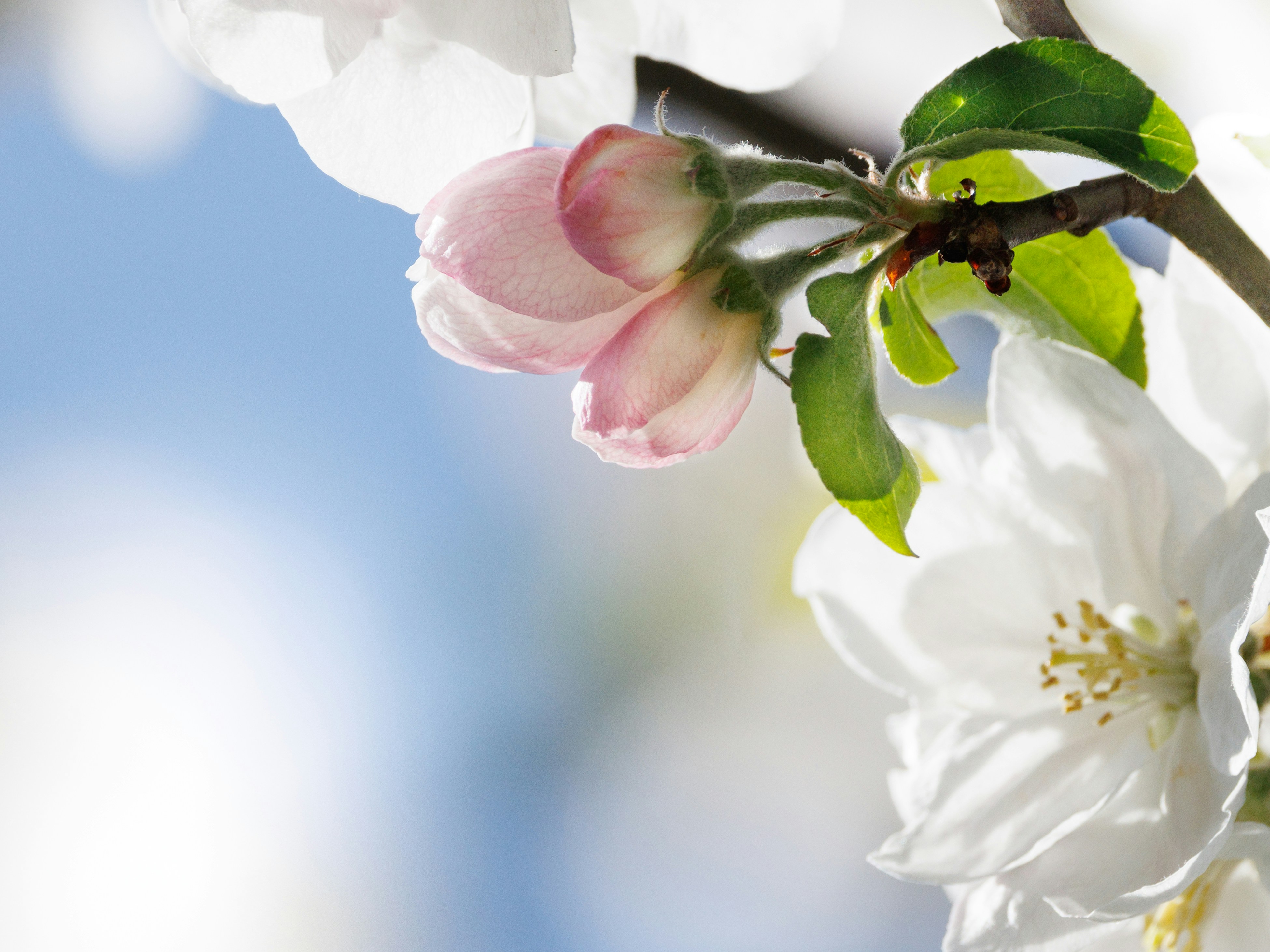 Delicate white apple blossoms against a soft blue sky