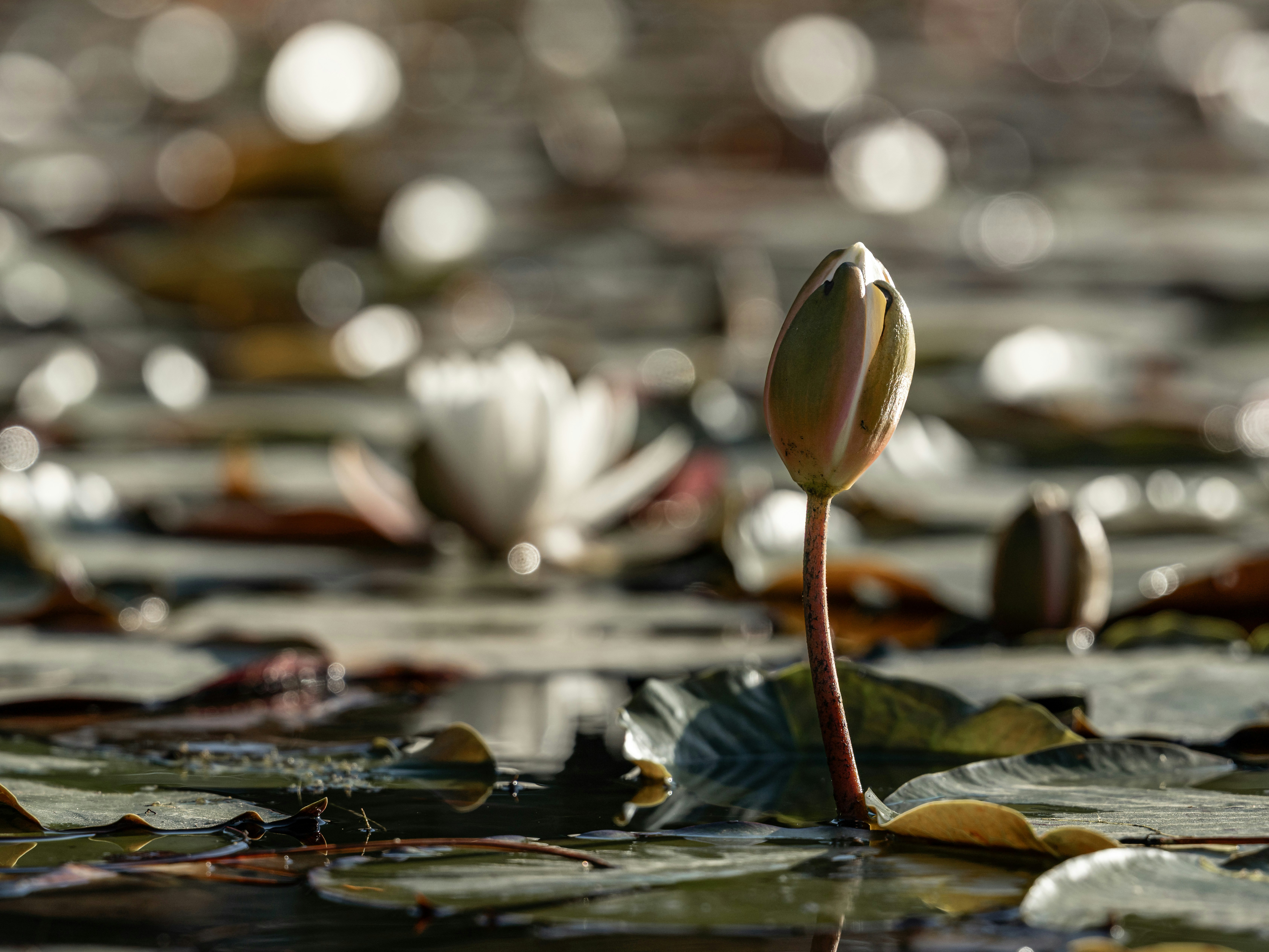 Definition and Meaning of Moksha