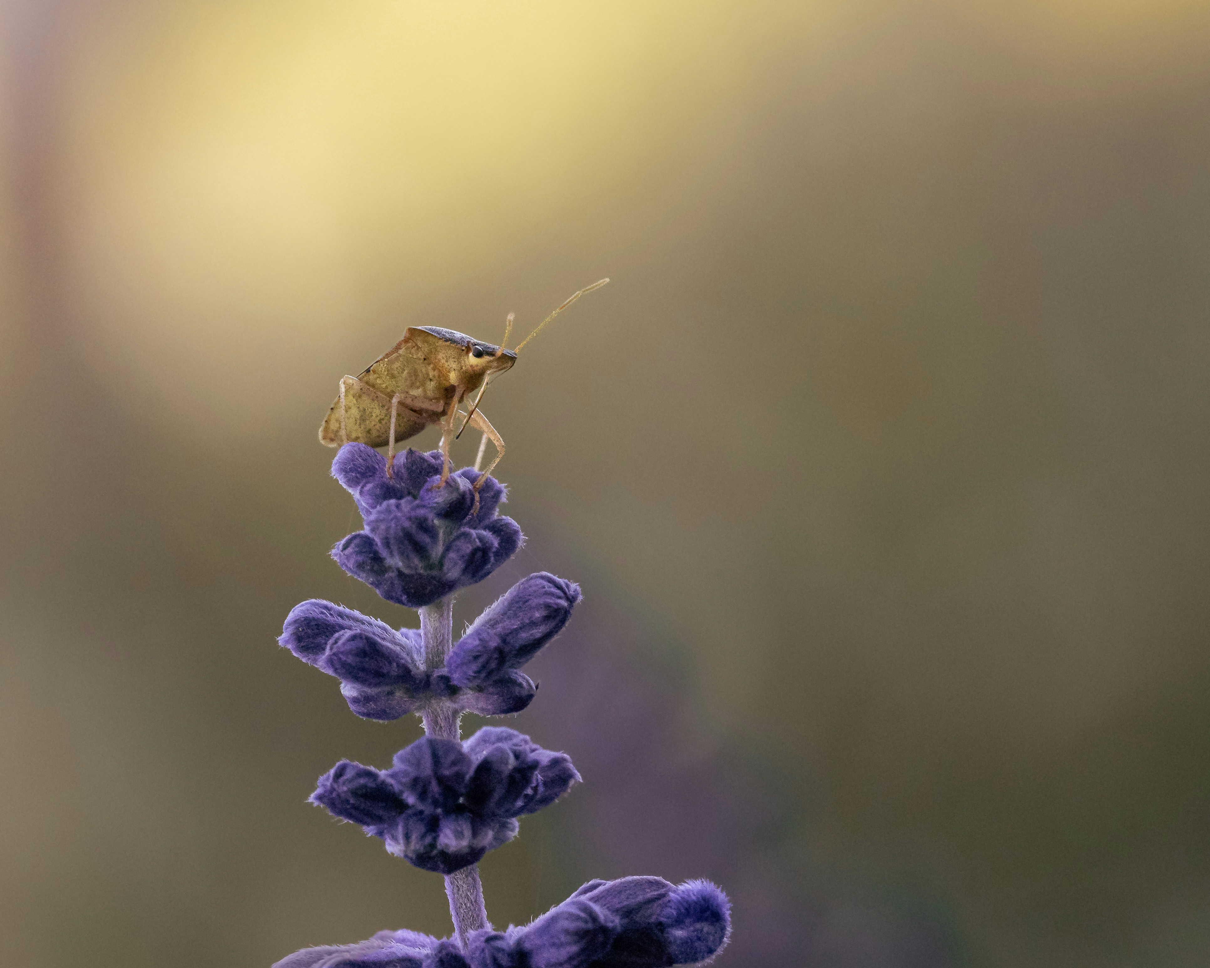 Photo by dkoplyk