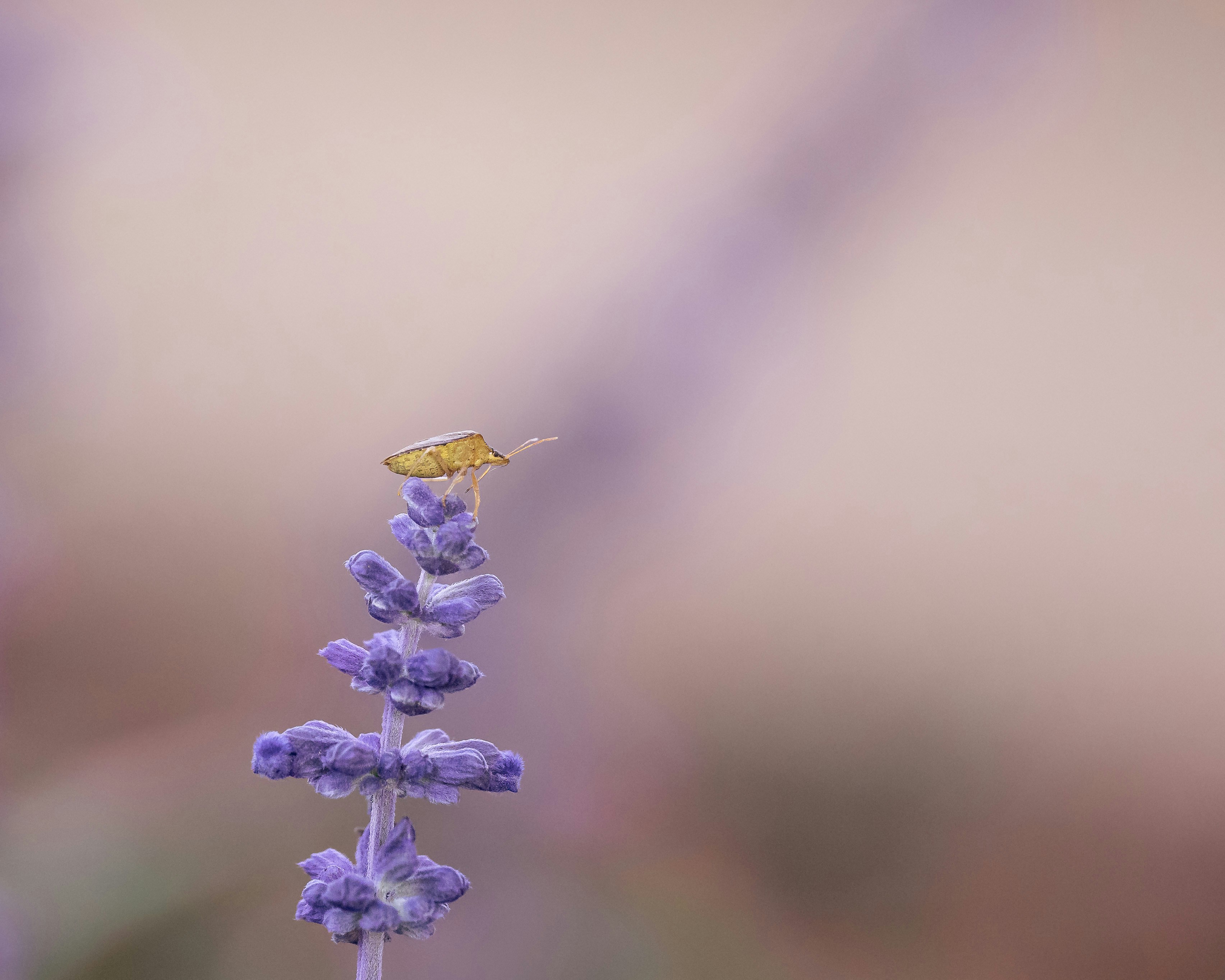 Photo by dkoplyk