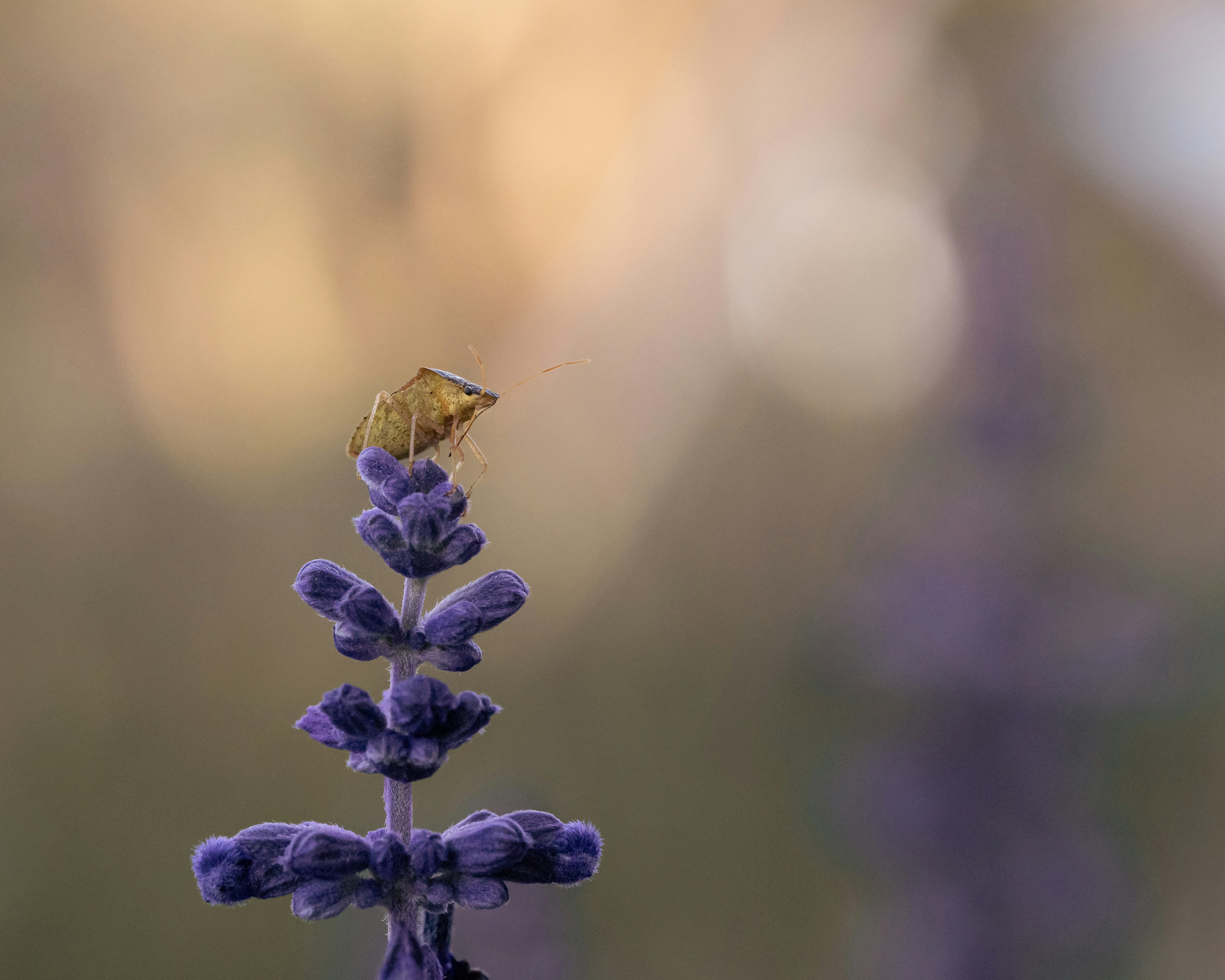 Photo by dkoplyk