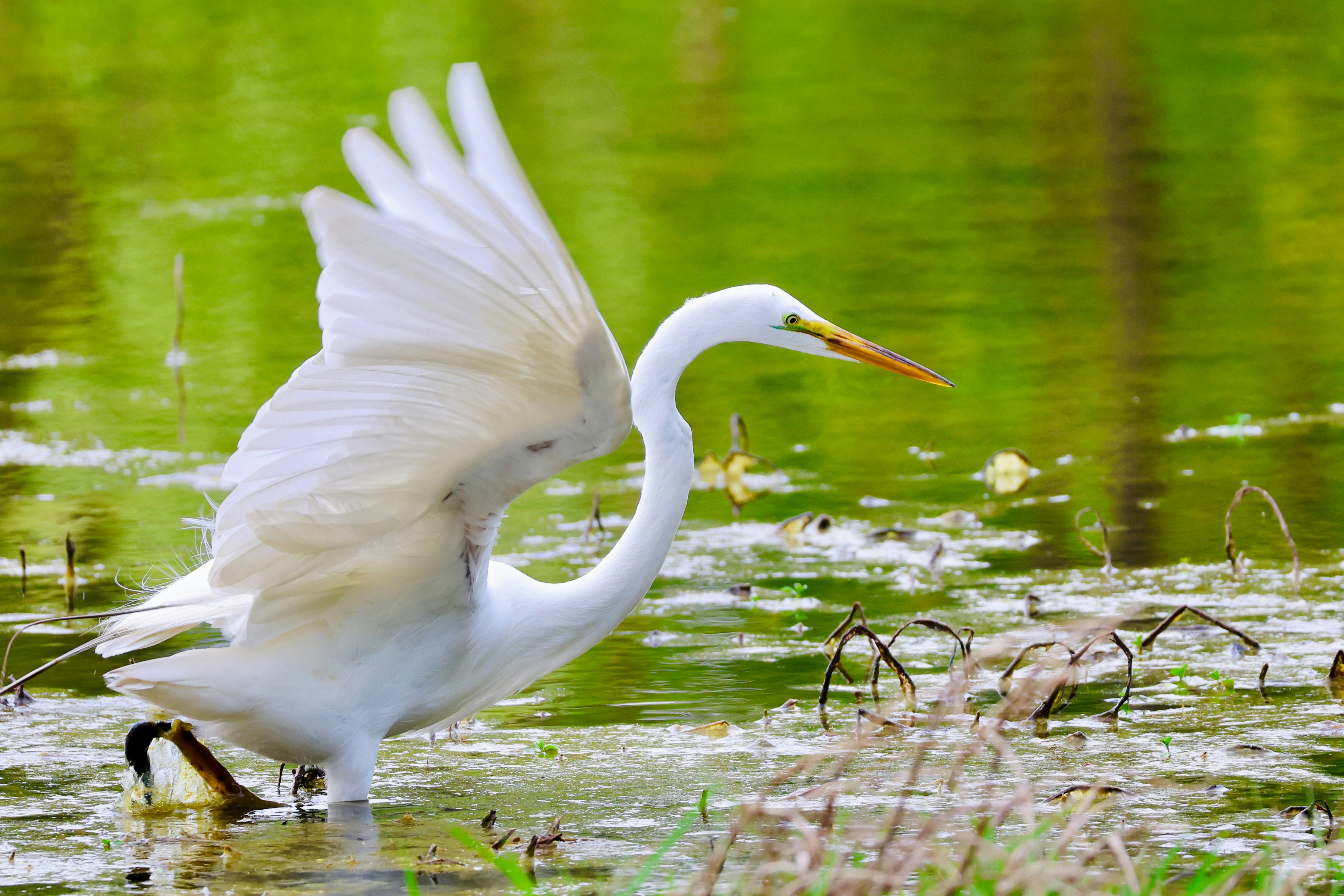 Great Egret