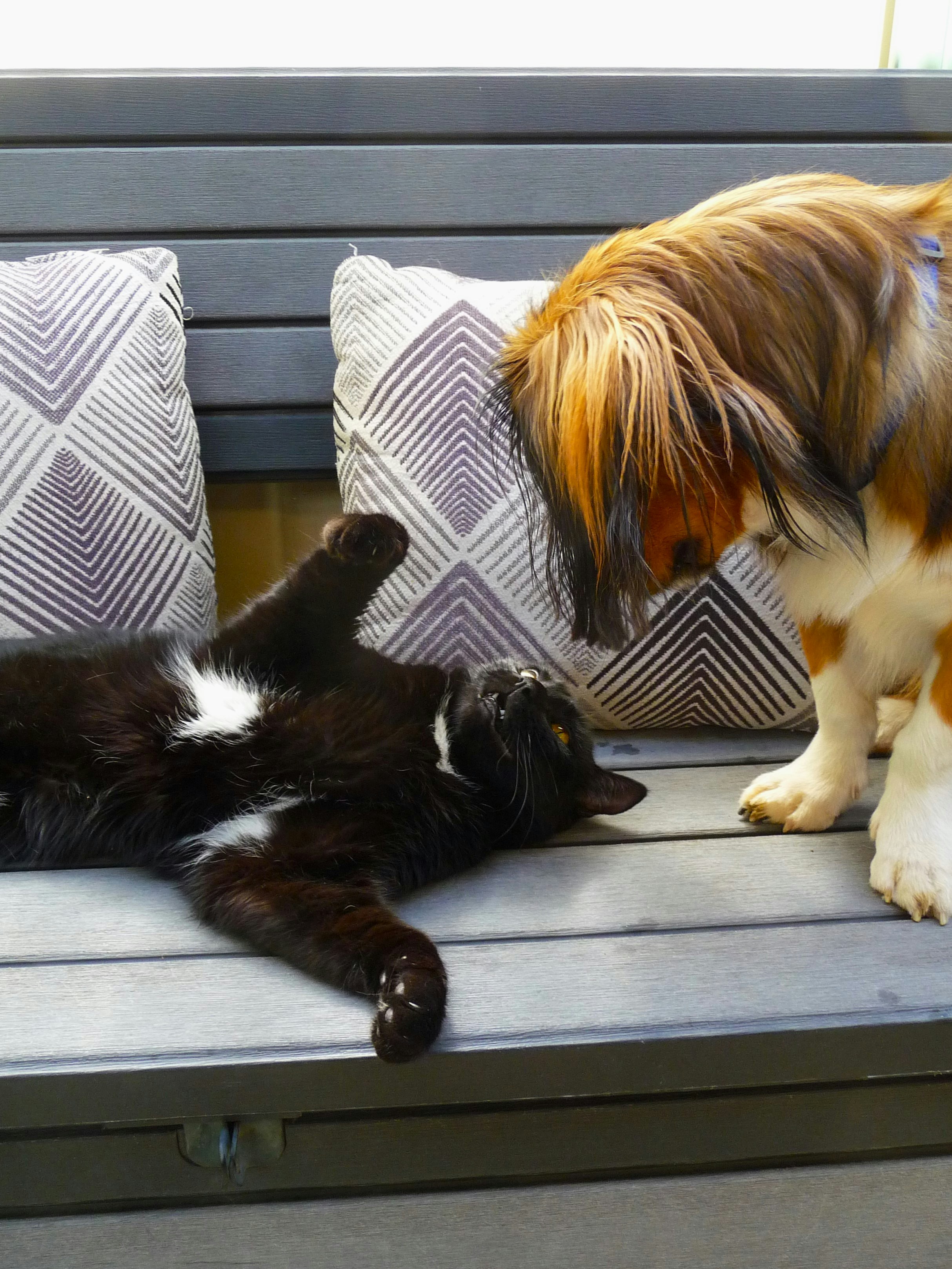Um gato preto está deitado de costas perto de um cachorro.