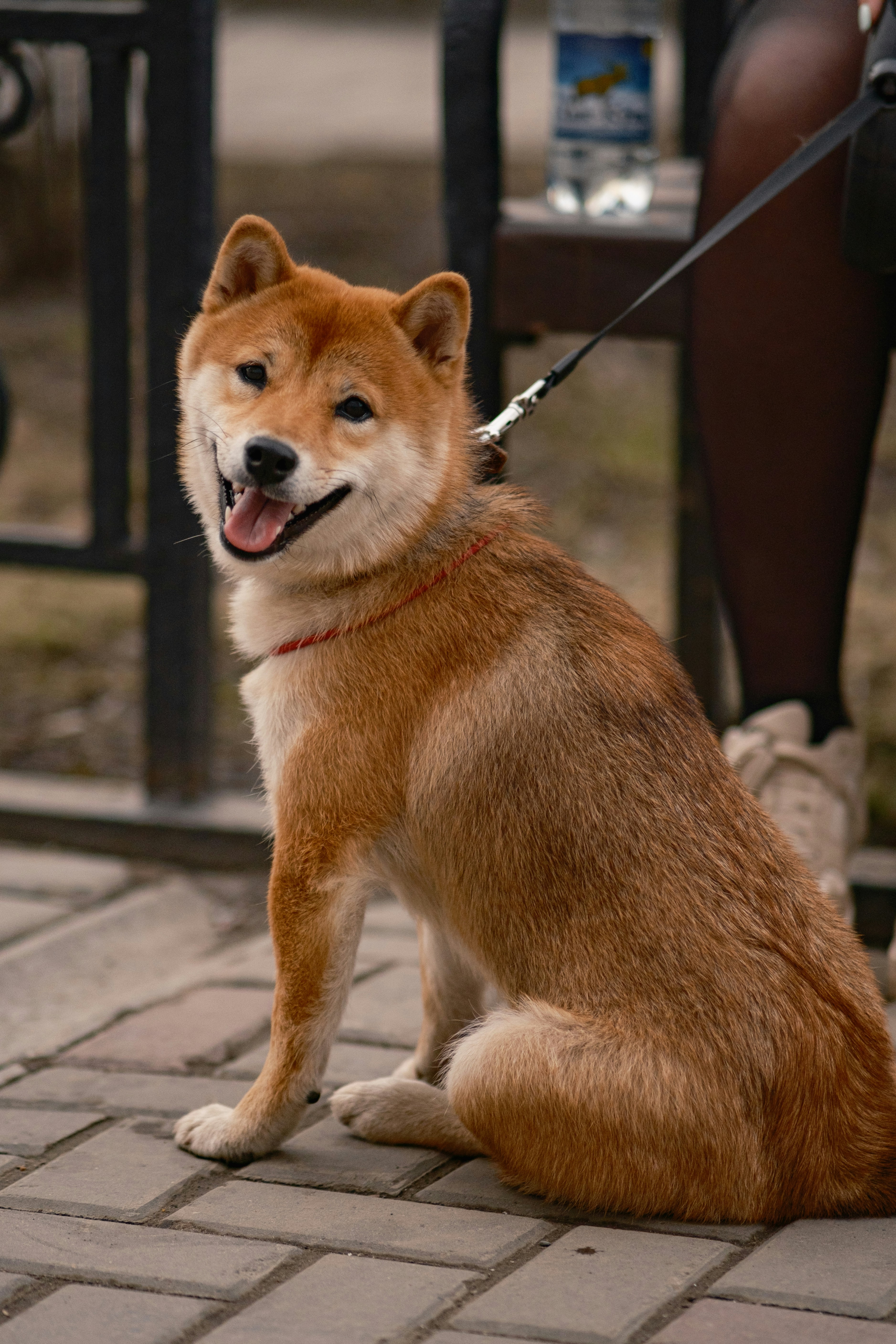 A happy shiba inu dog sits on a paved path.