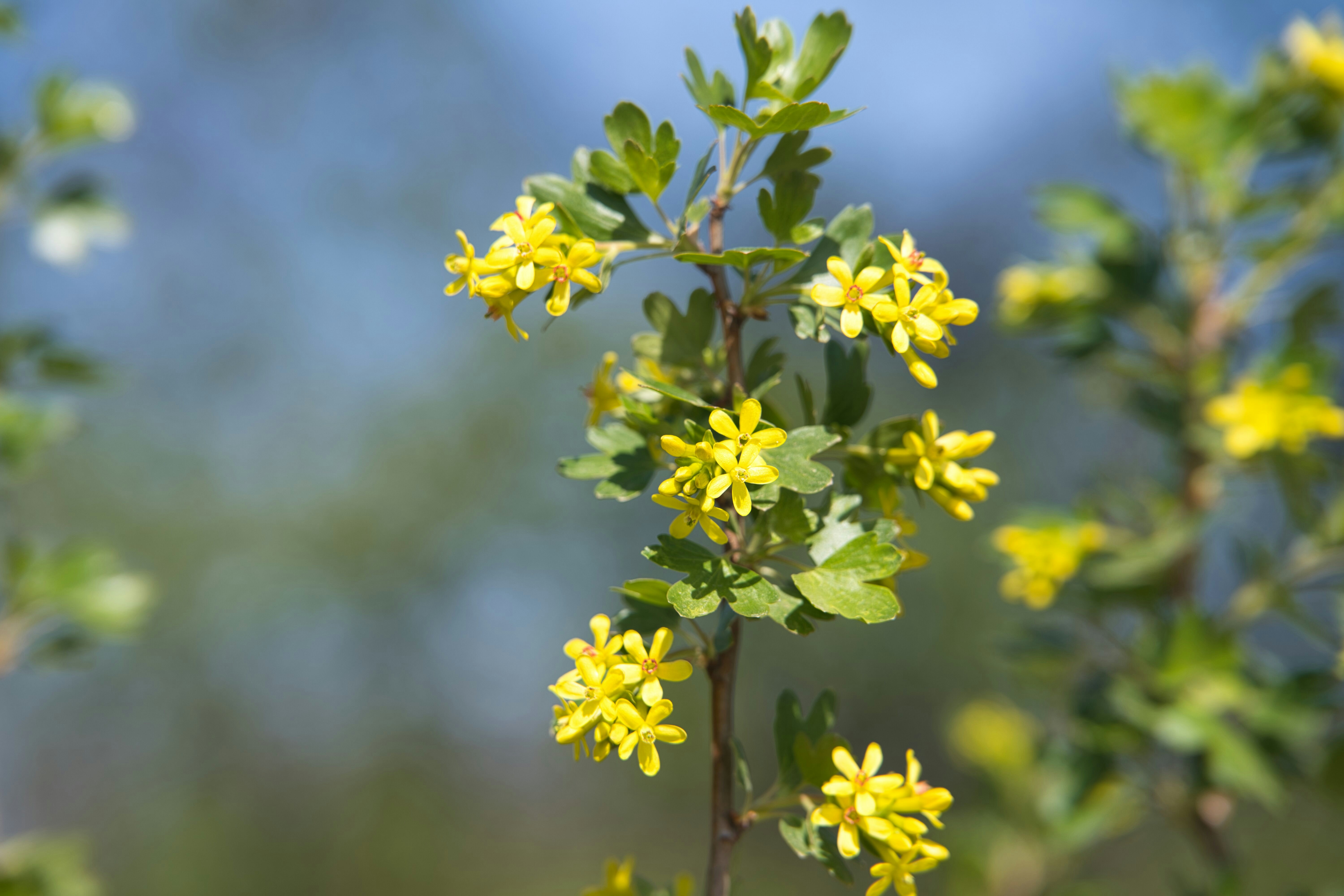Small yellow flowers on a green stem
