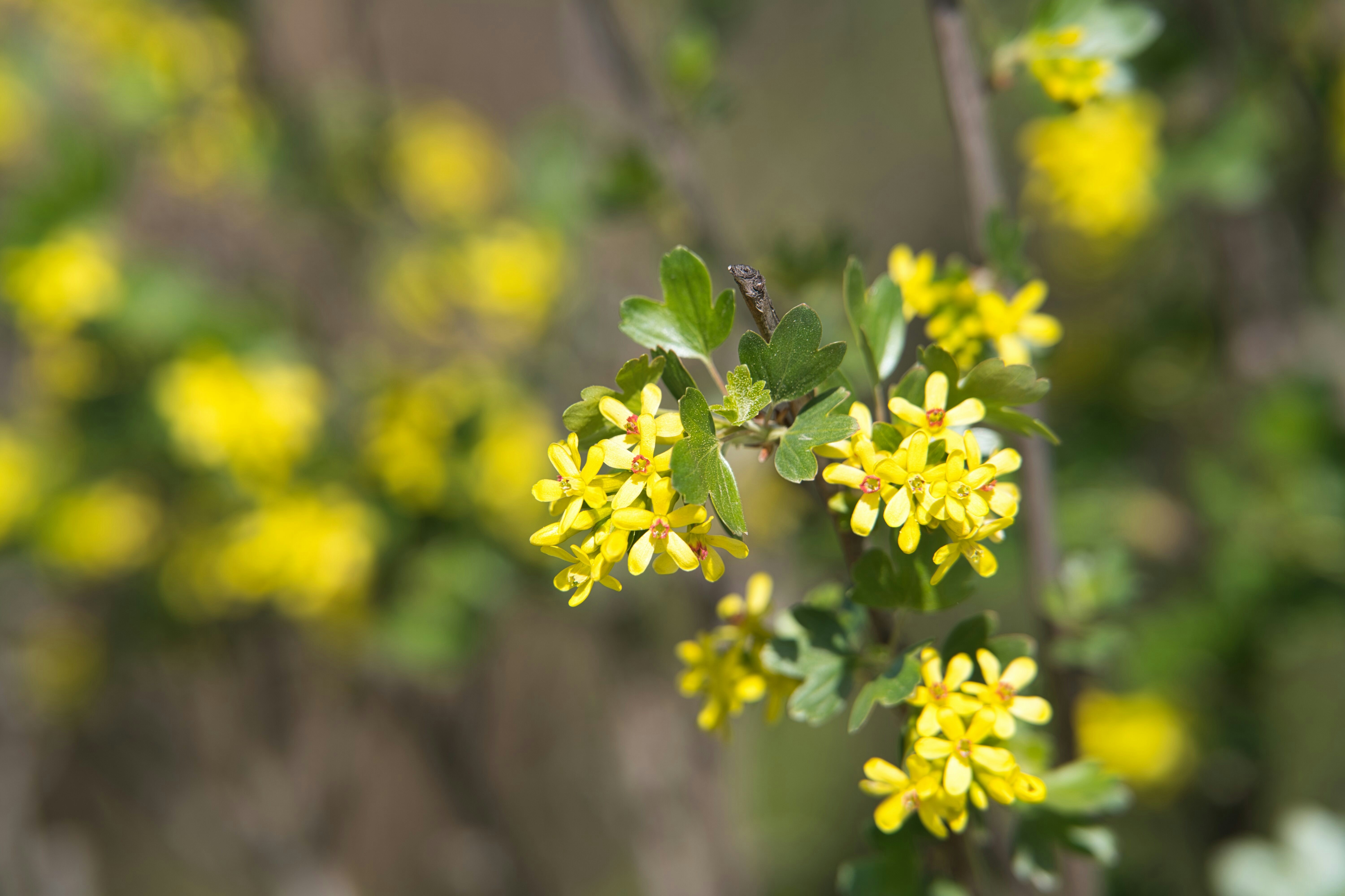 Small yellow flowers on a branch with green leaves