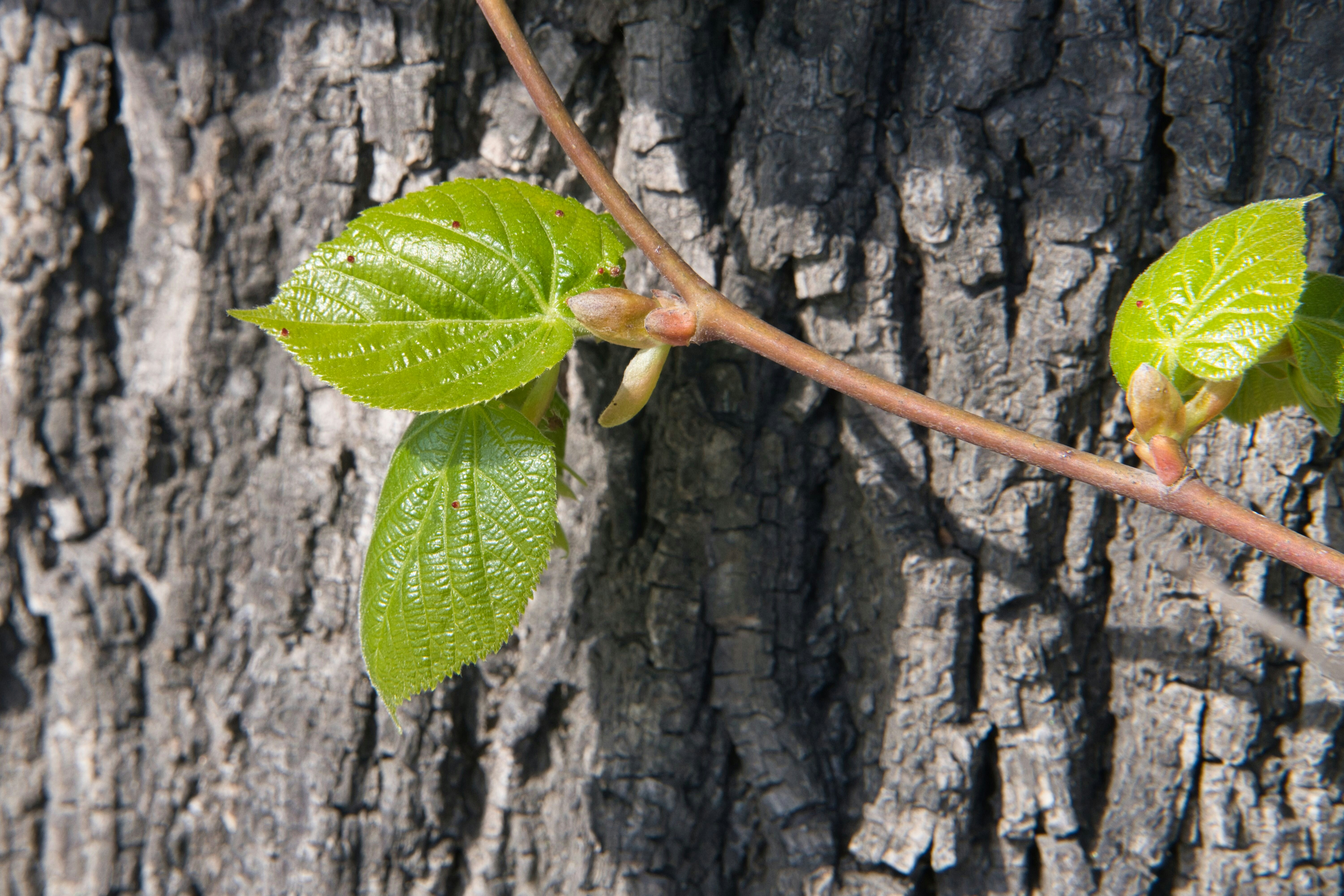 Young green leaves sprout from a branch on a tree.