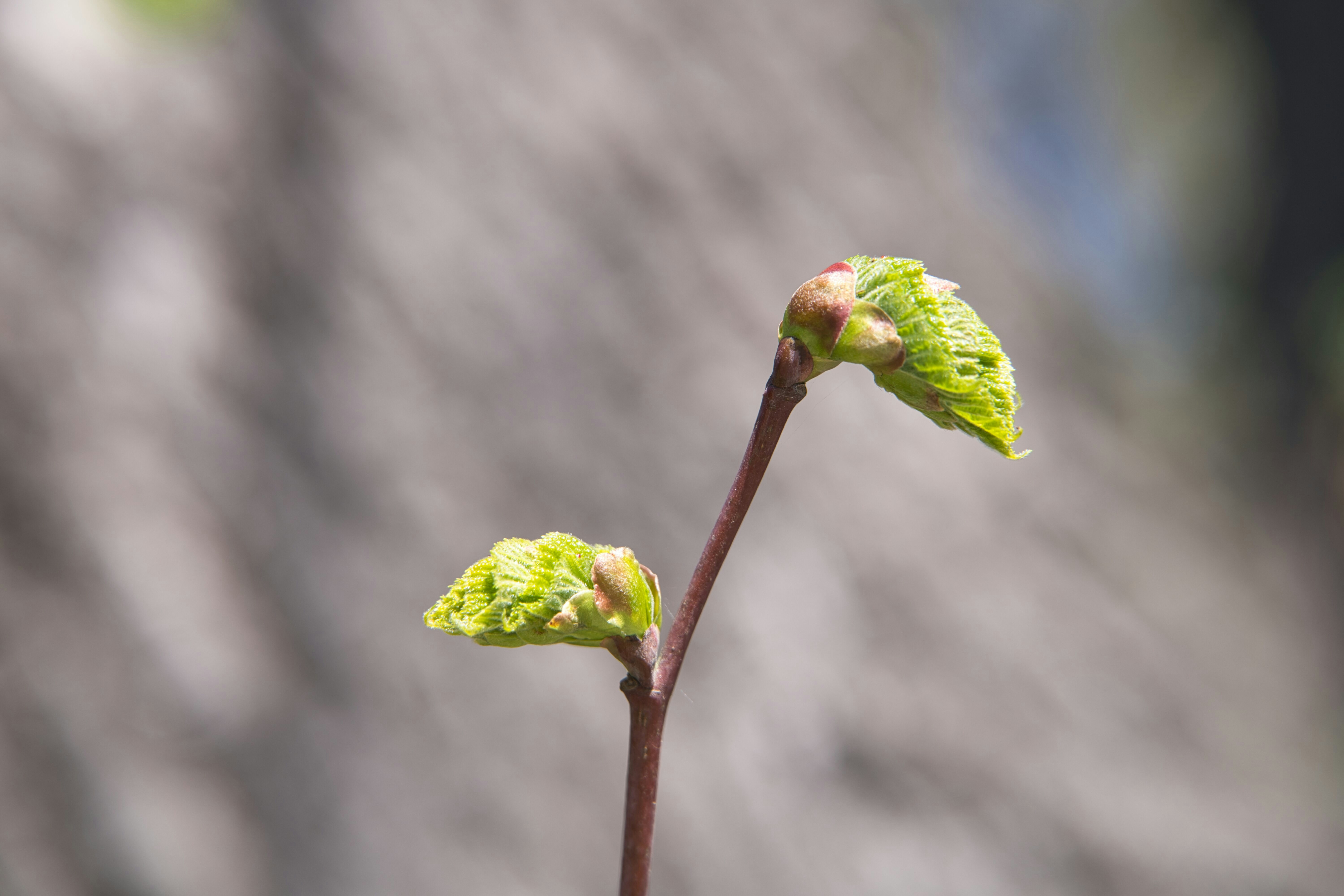 New green leaves unfurling from a branch.
