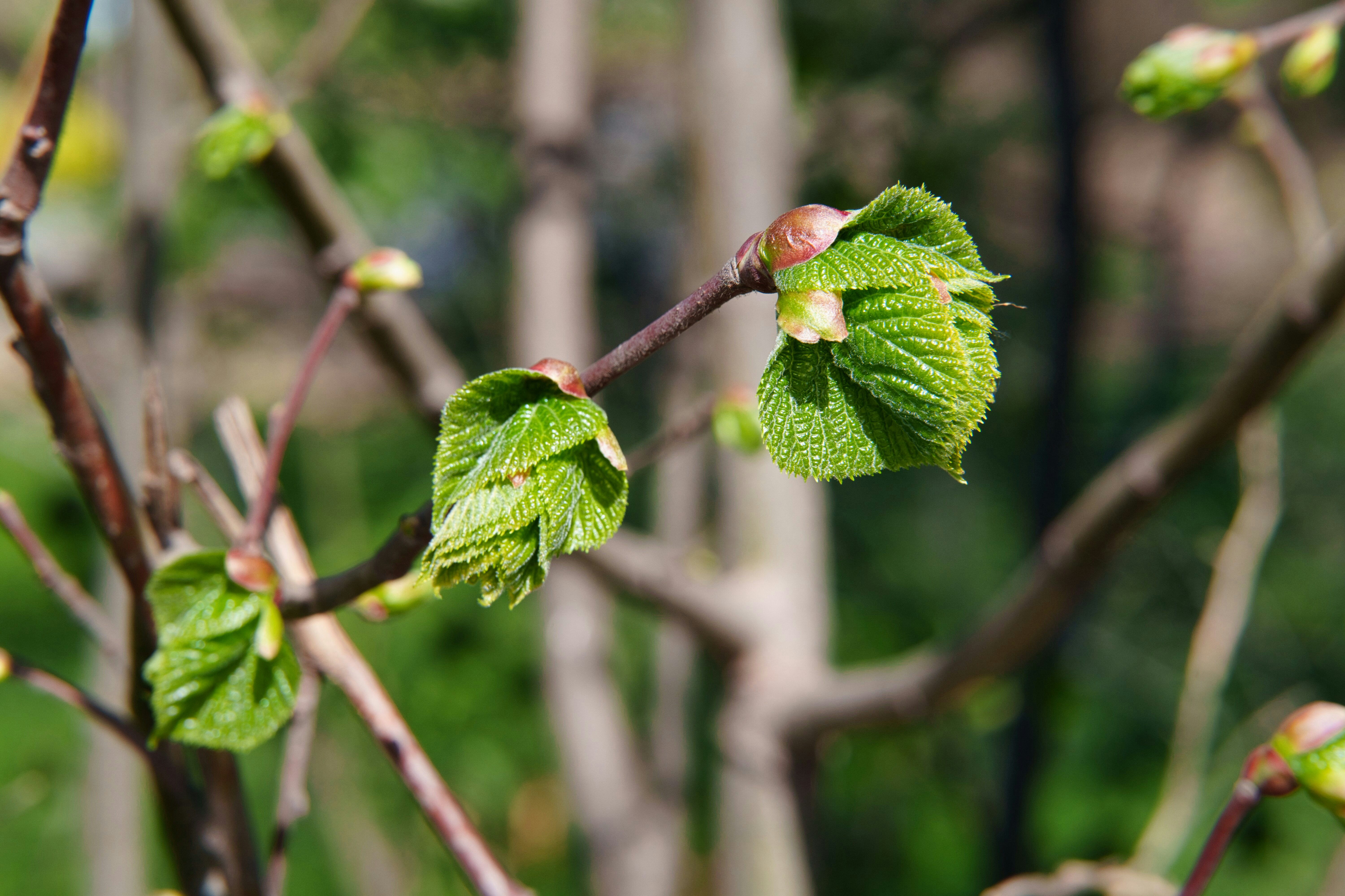 Young green leaves unfurling on a tree branch.