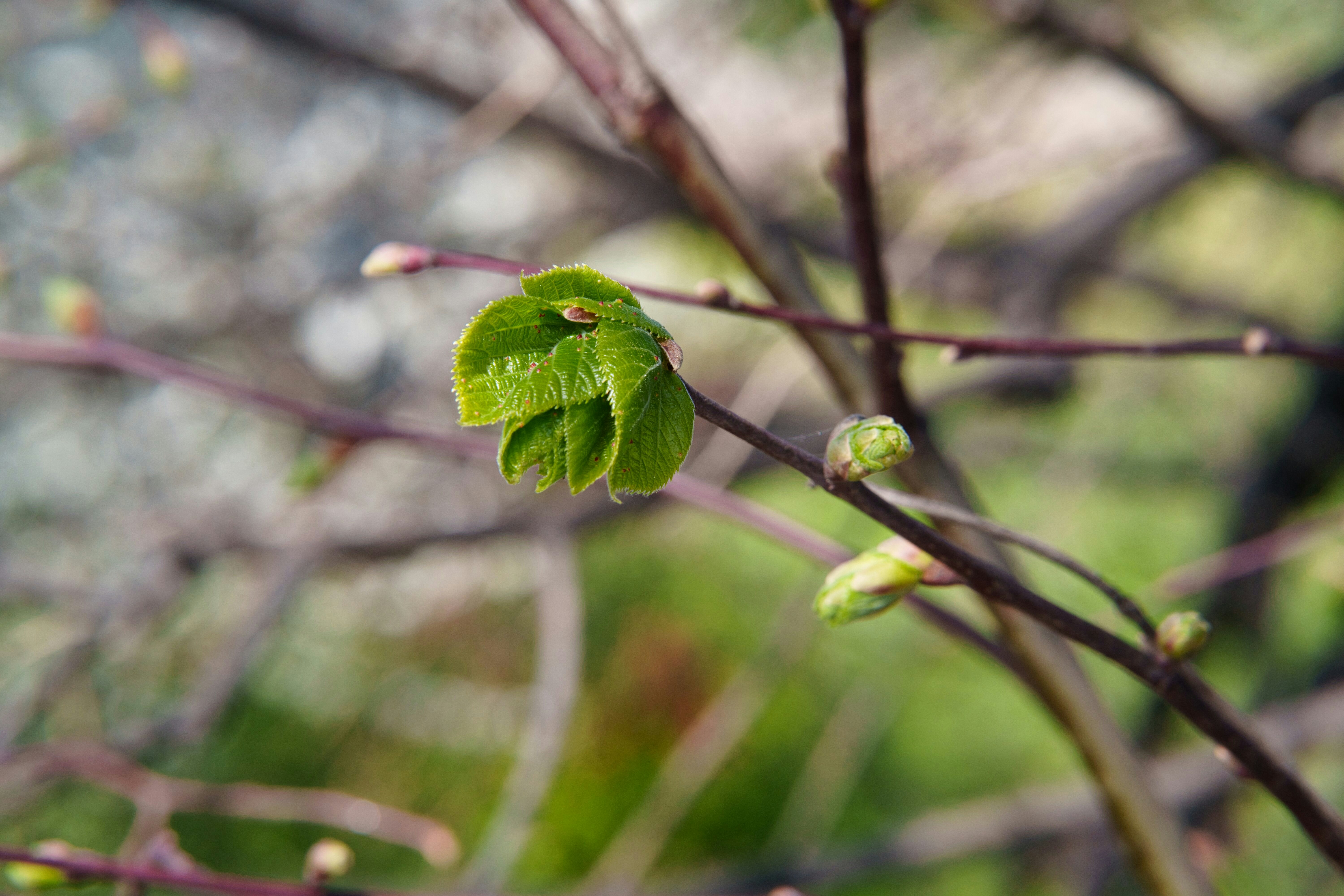 A new green leaf unfurls on a branch.
