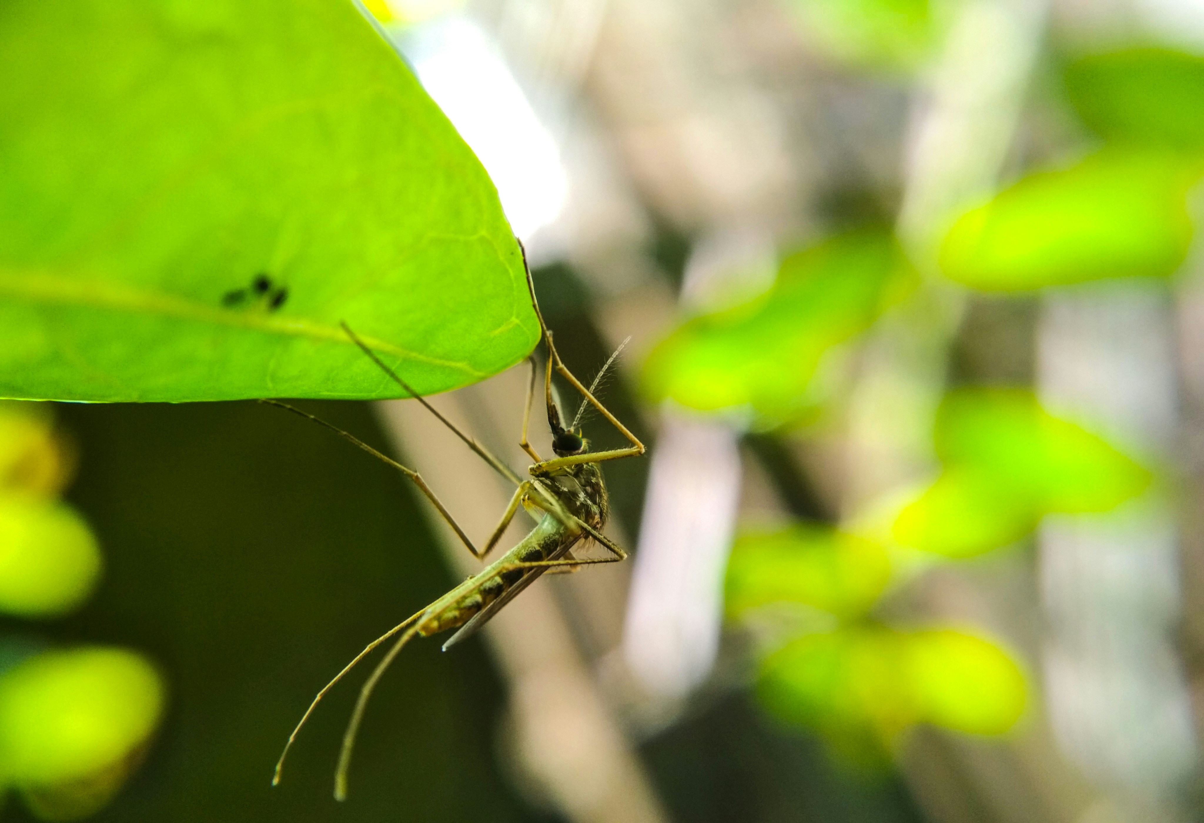 Photo by saifullahnakih