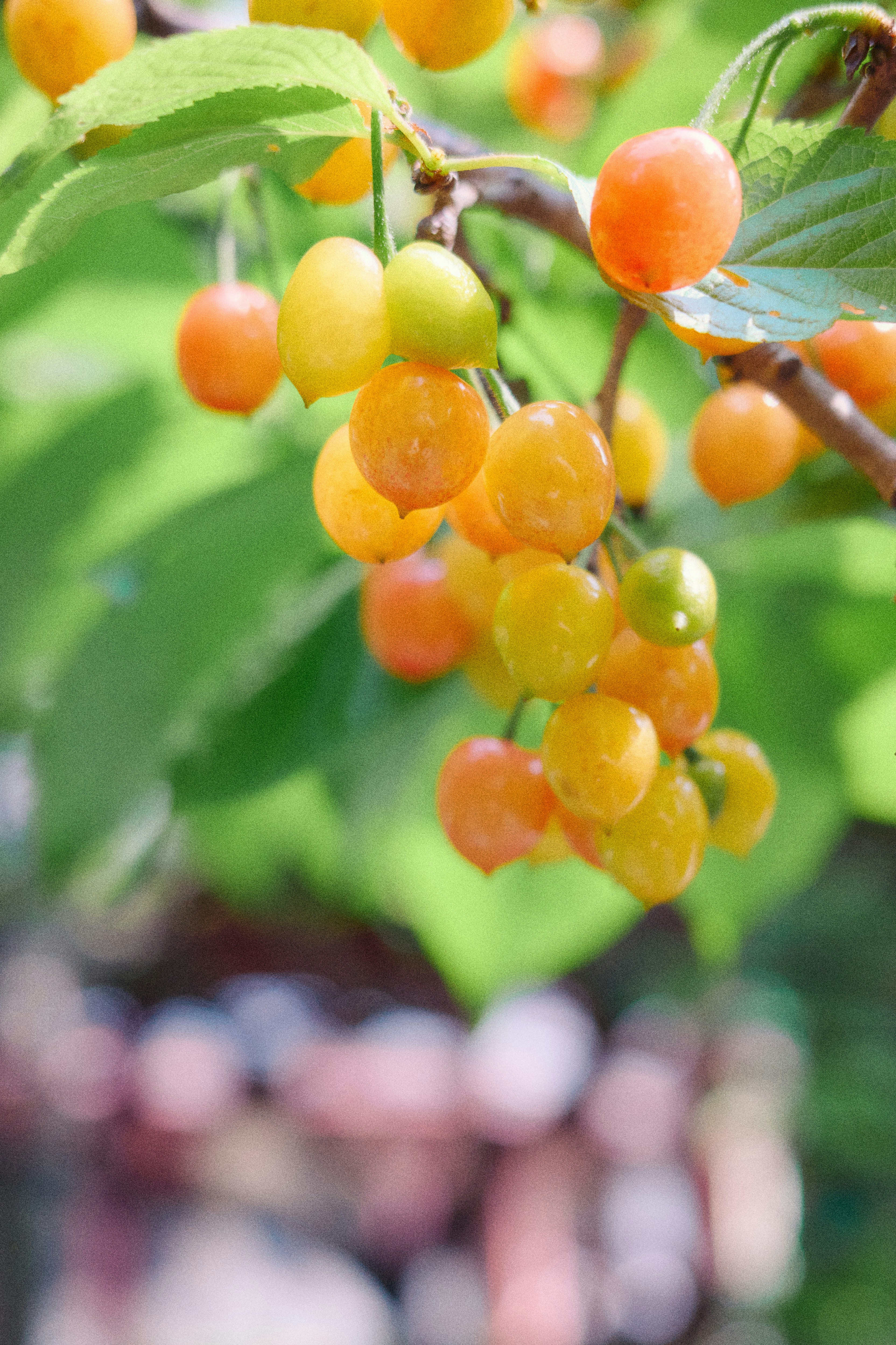 Cerejas amarelas amadurecendo em um galho