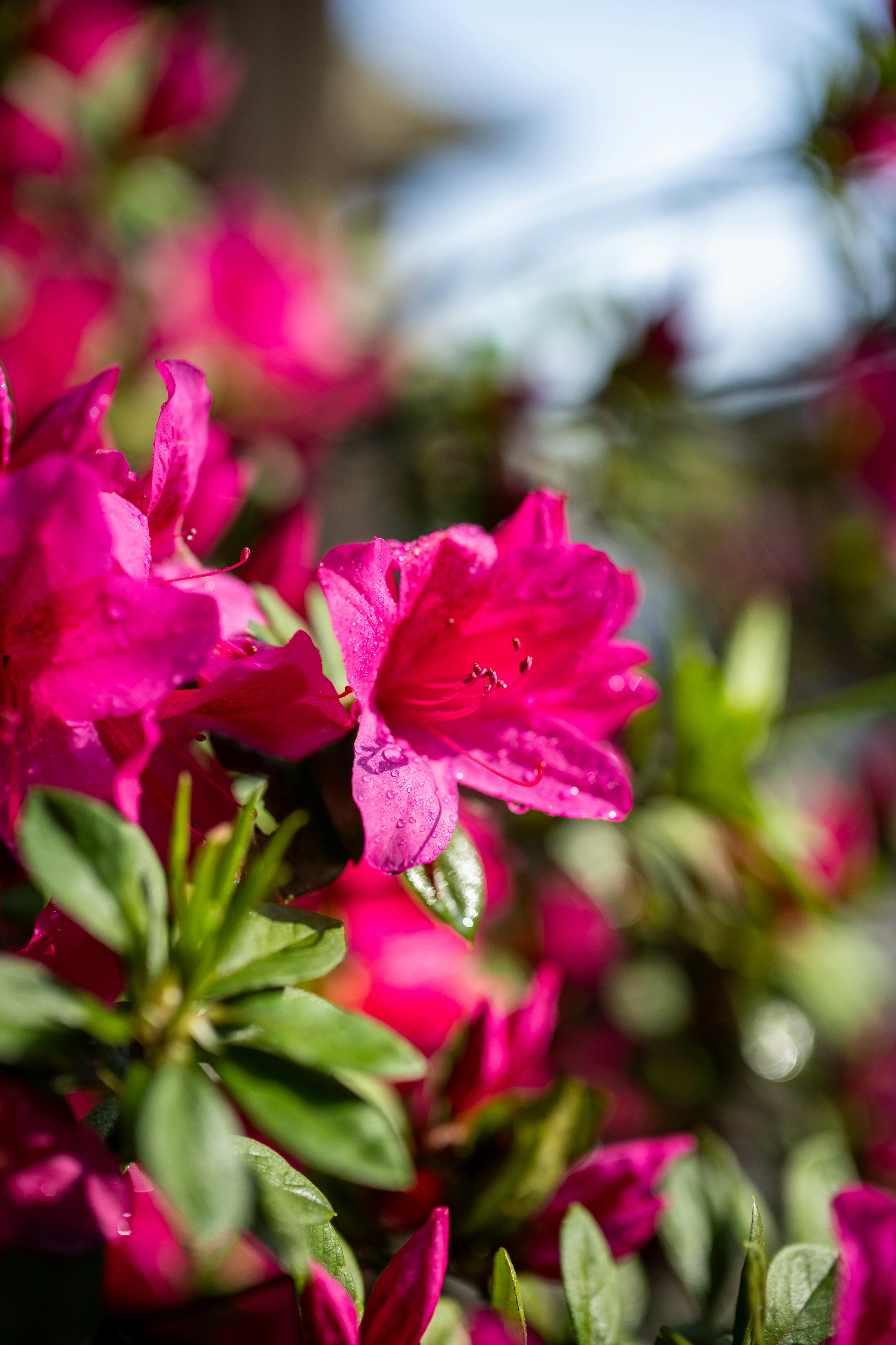 Vibrant pink azalea flowers bloom in sunlight.