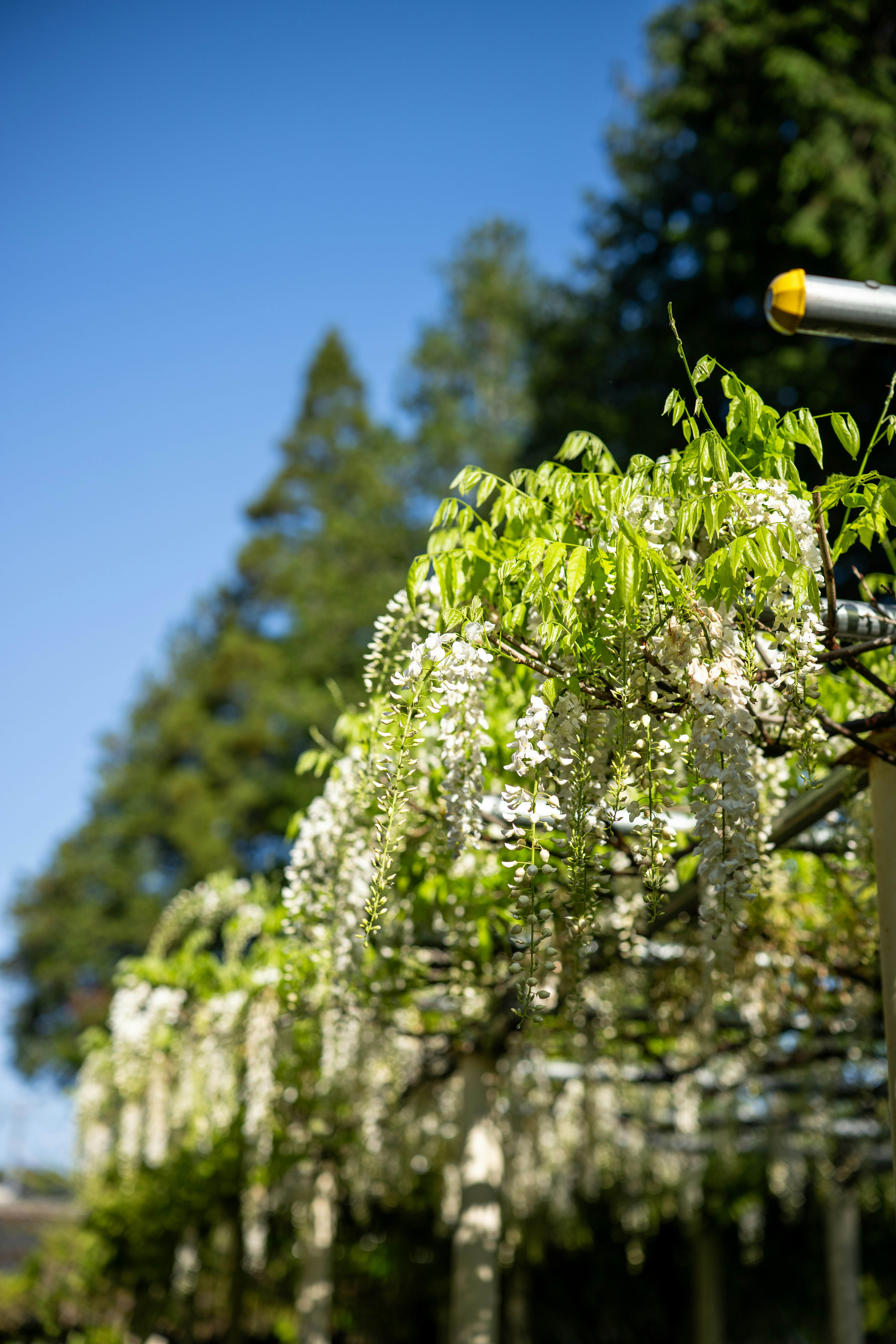 White wisteria flowers hanging from a pergola outdoors.
