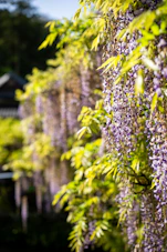 Purple wisteria flowers hanging from a vine