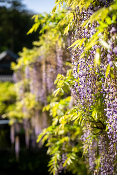 Purple wisteria flowers hanging from a vine