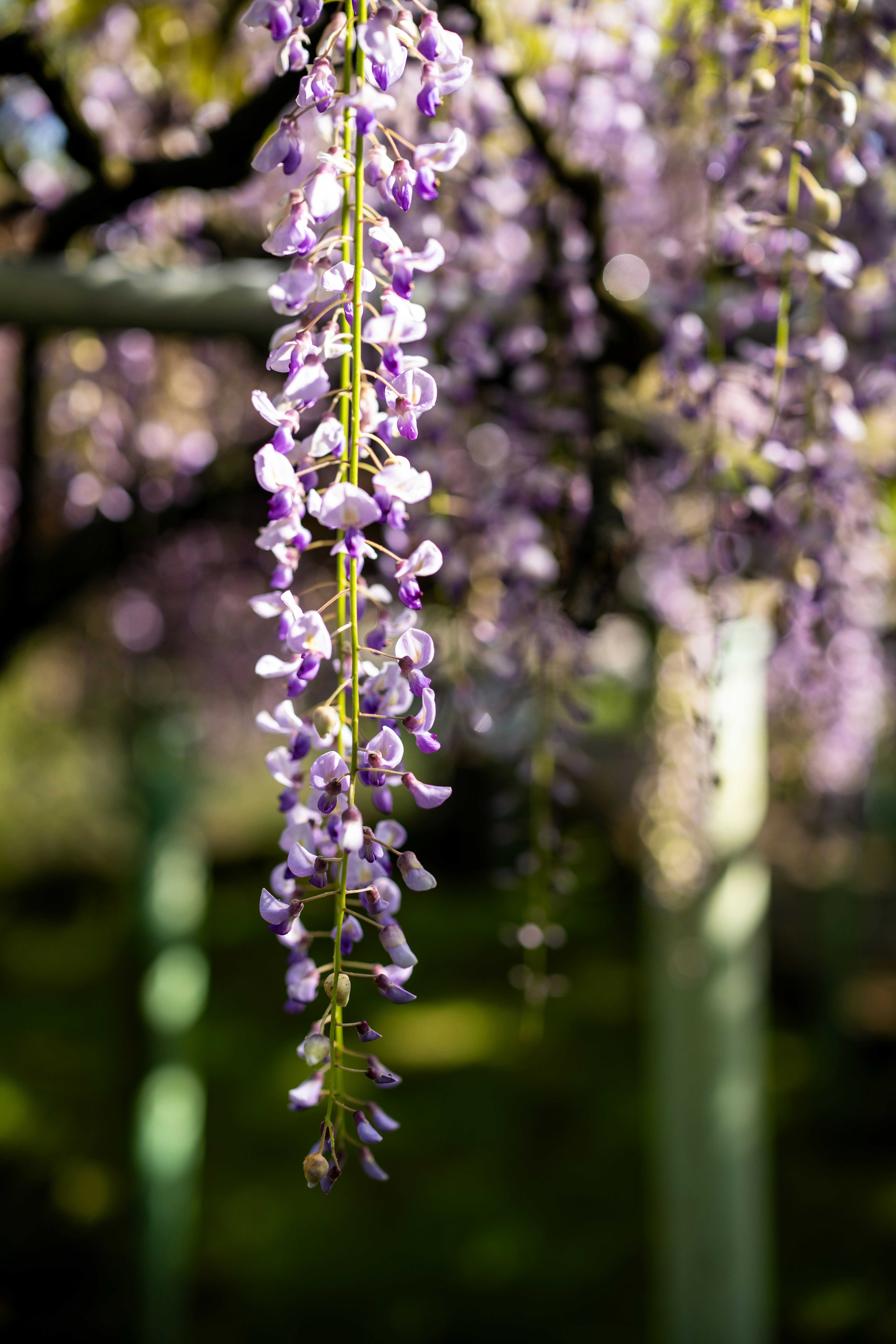 Purple wisteria flowers hanging in a garden
