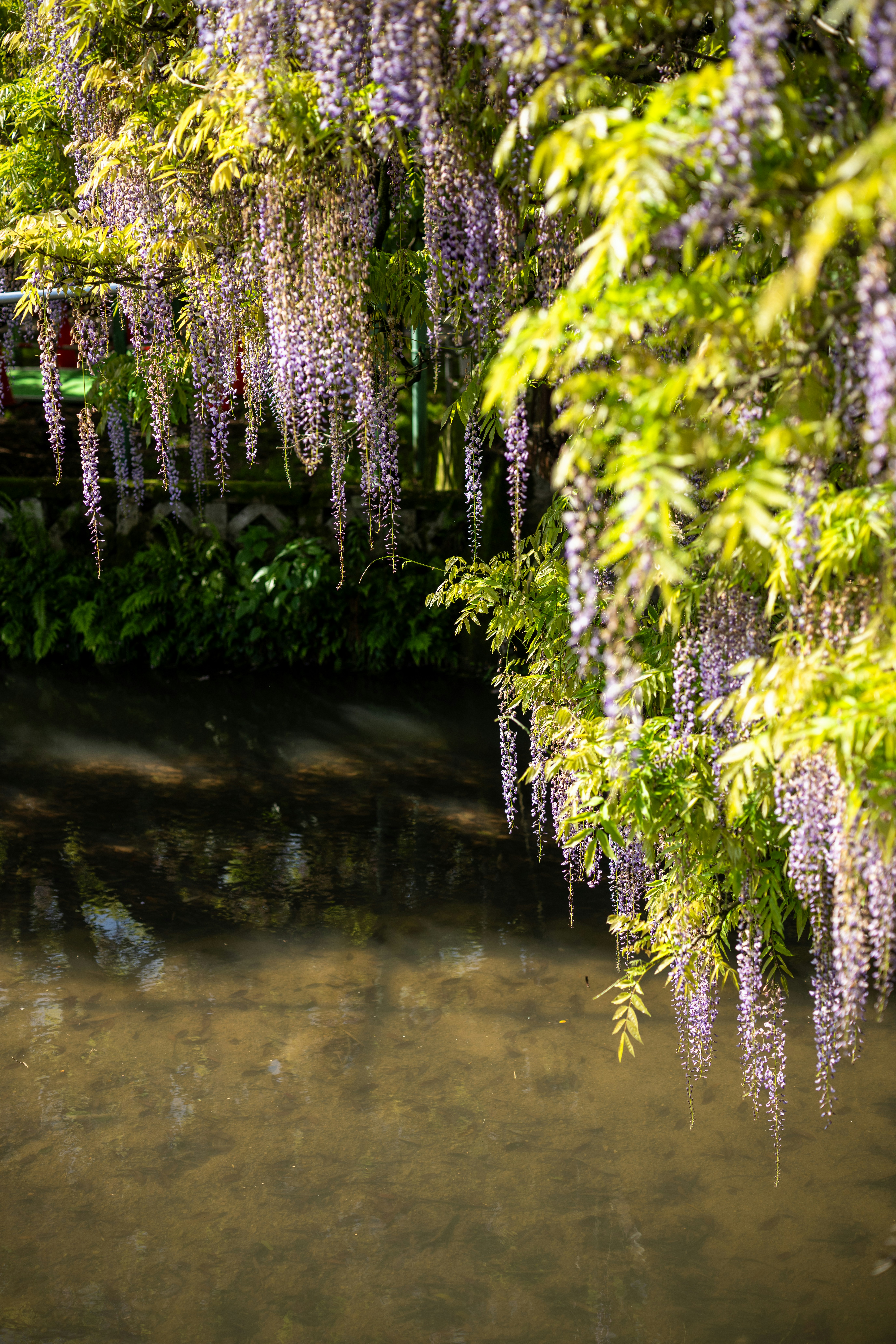 Purple wisteria flowers hang over a calm body of water.