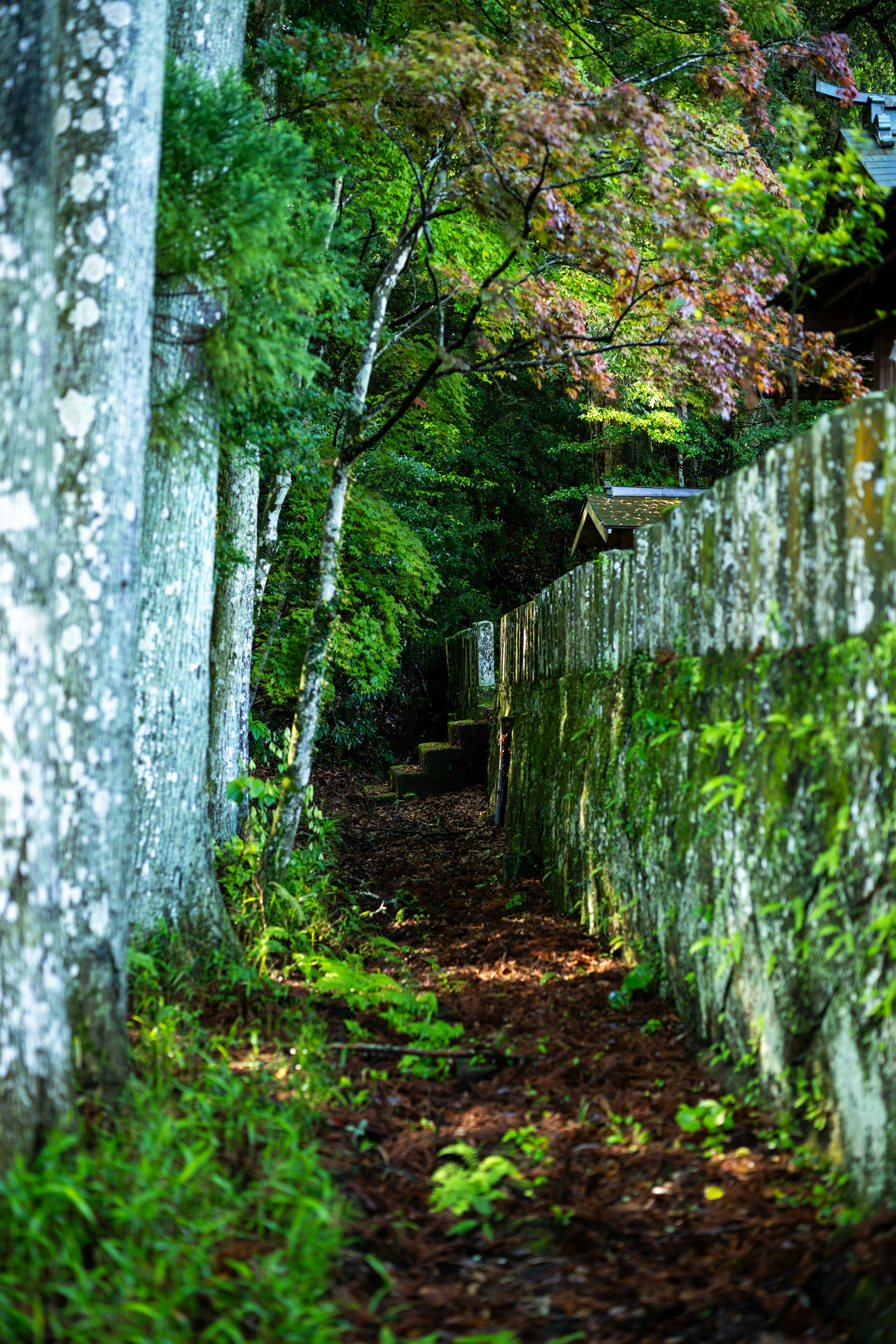 Stone wall lined path through a lush green forest