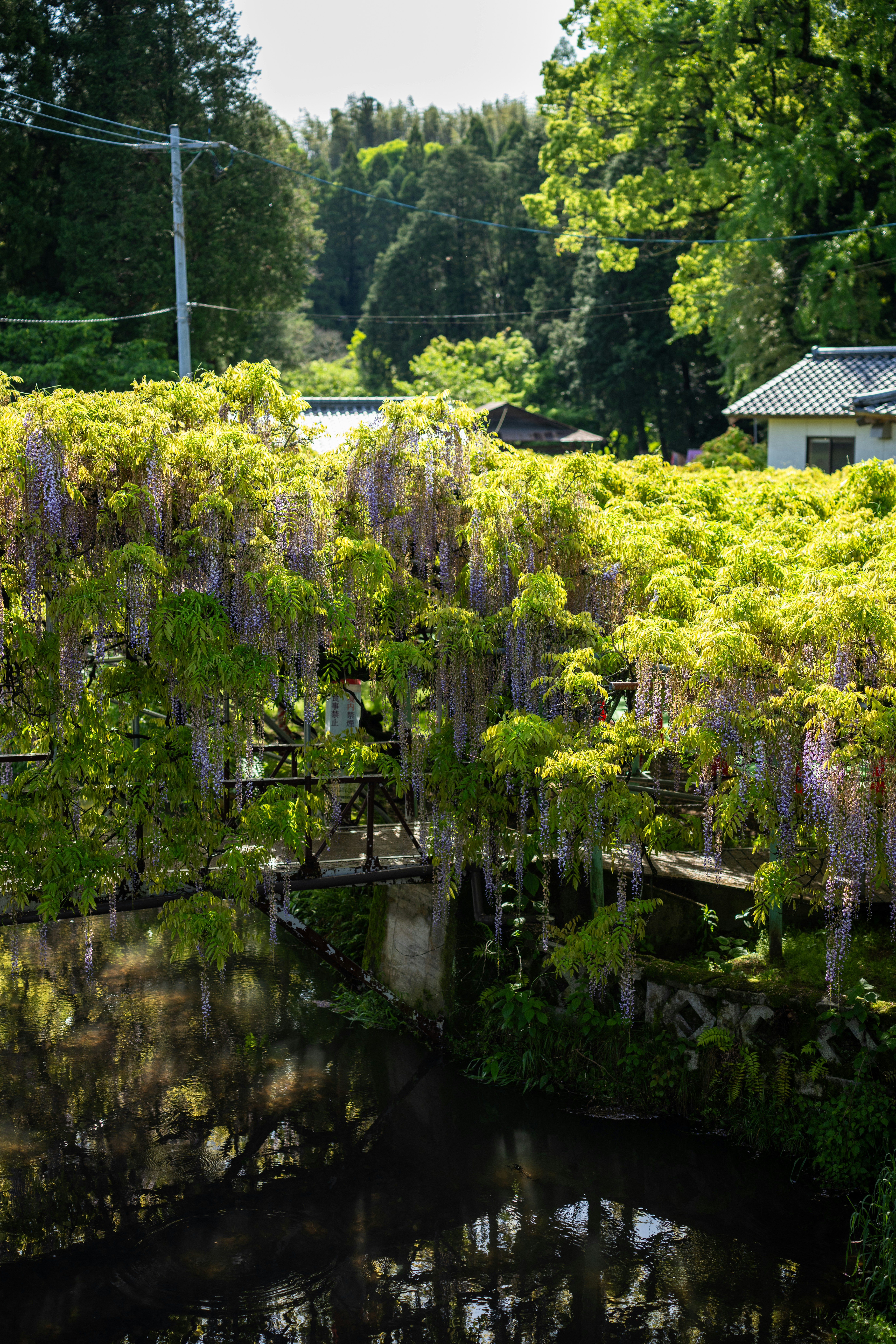 Wisteria flowers cascade over a small bridge and stream.