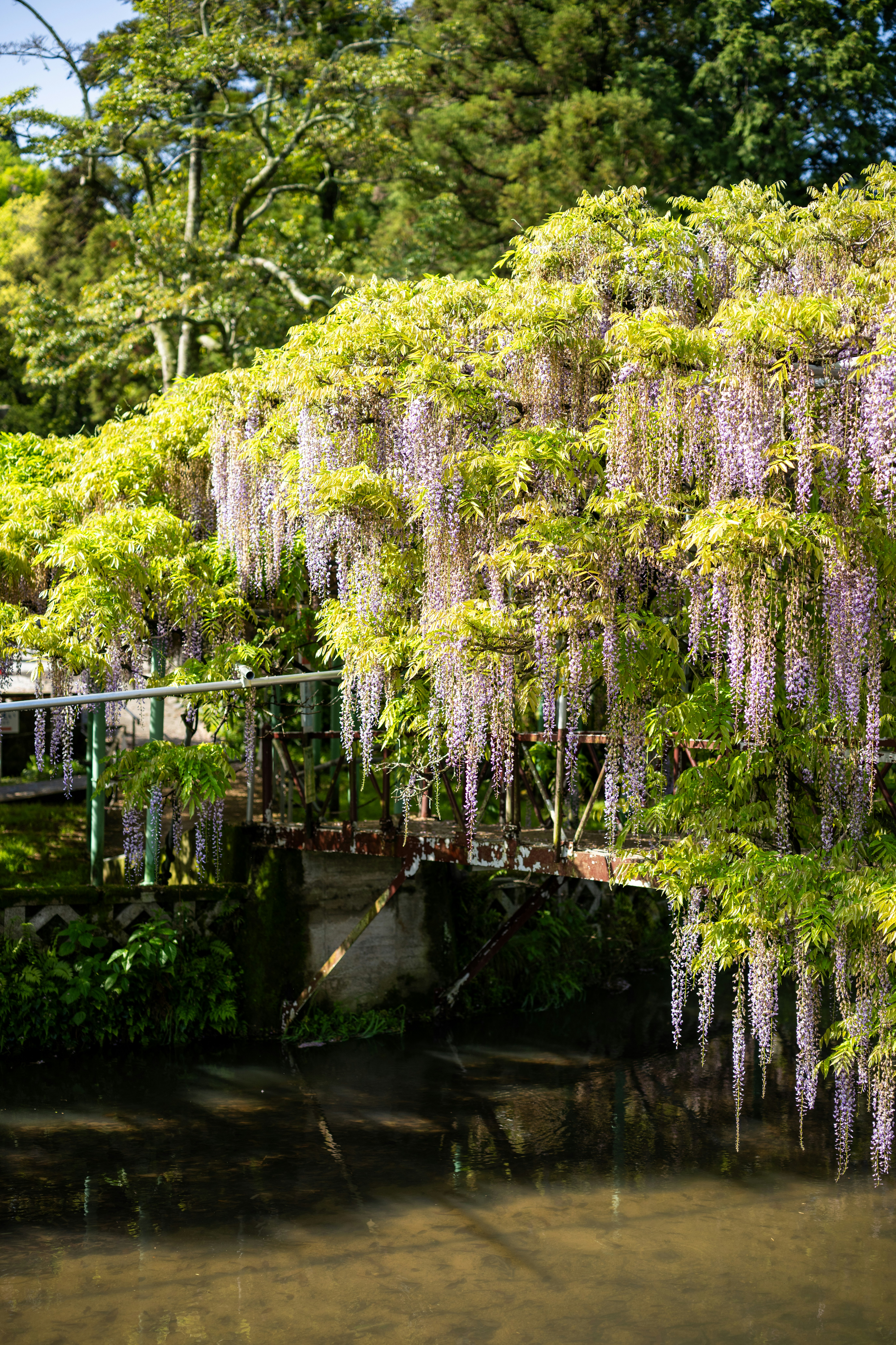Purple wisteria flowers cascade over a bridge and water.