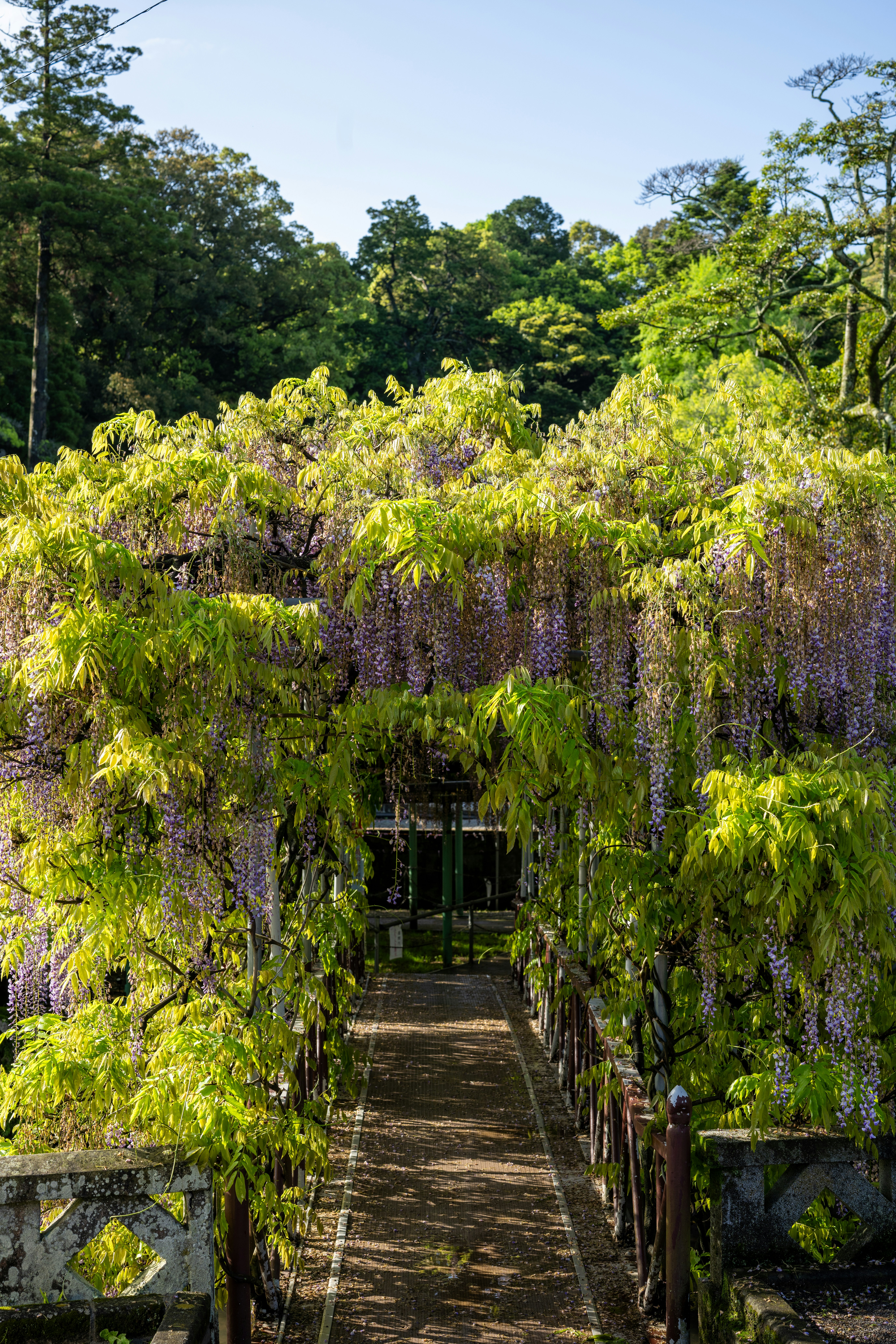 A lush green pathway covered by blooming purple wisteria flowers.