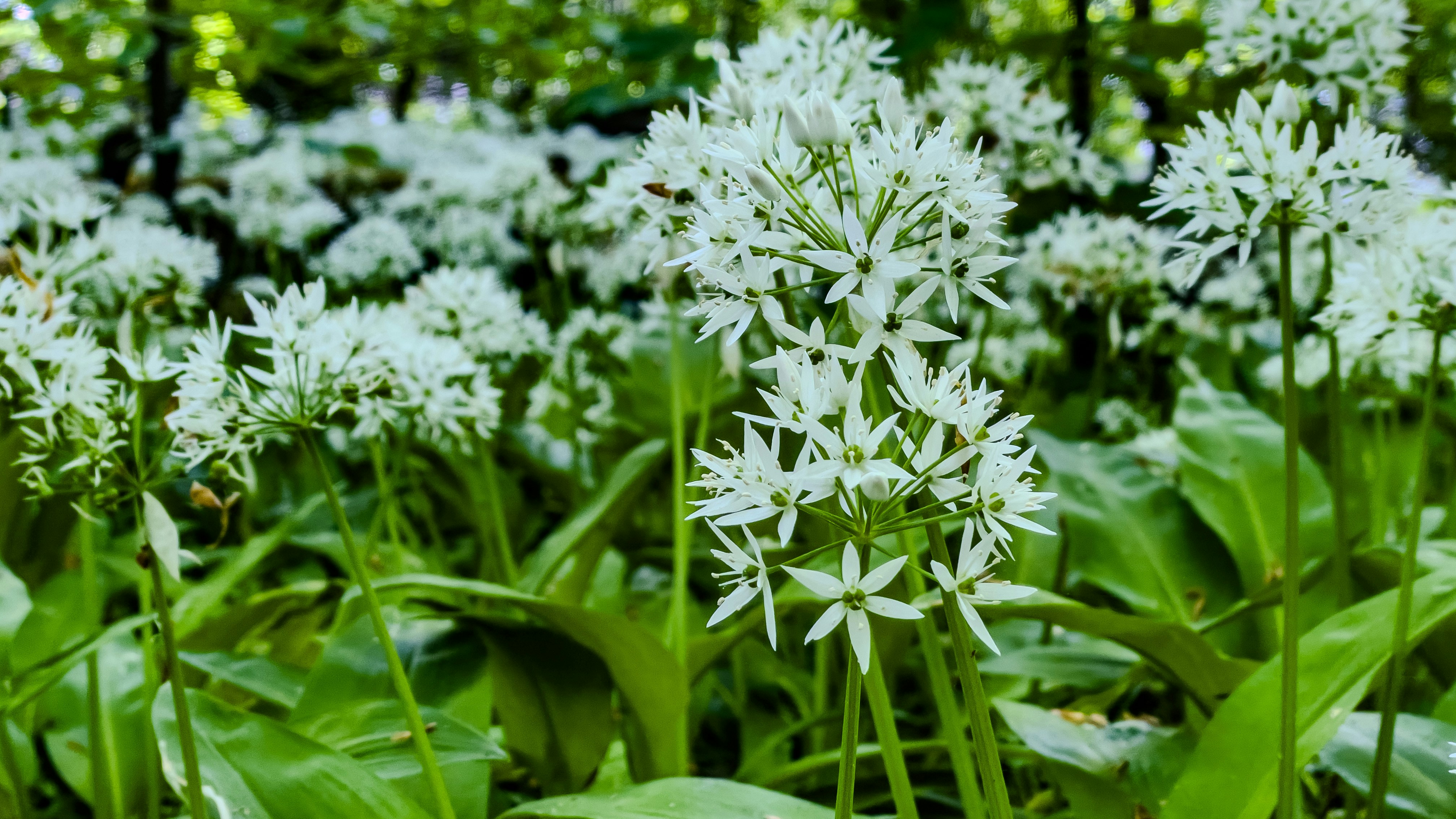 Campo de flores de ajo silvestre blanco en flor
