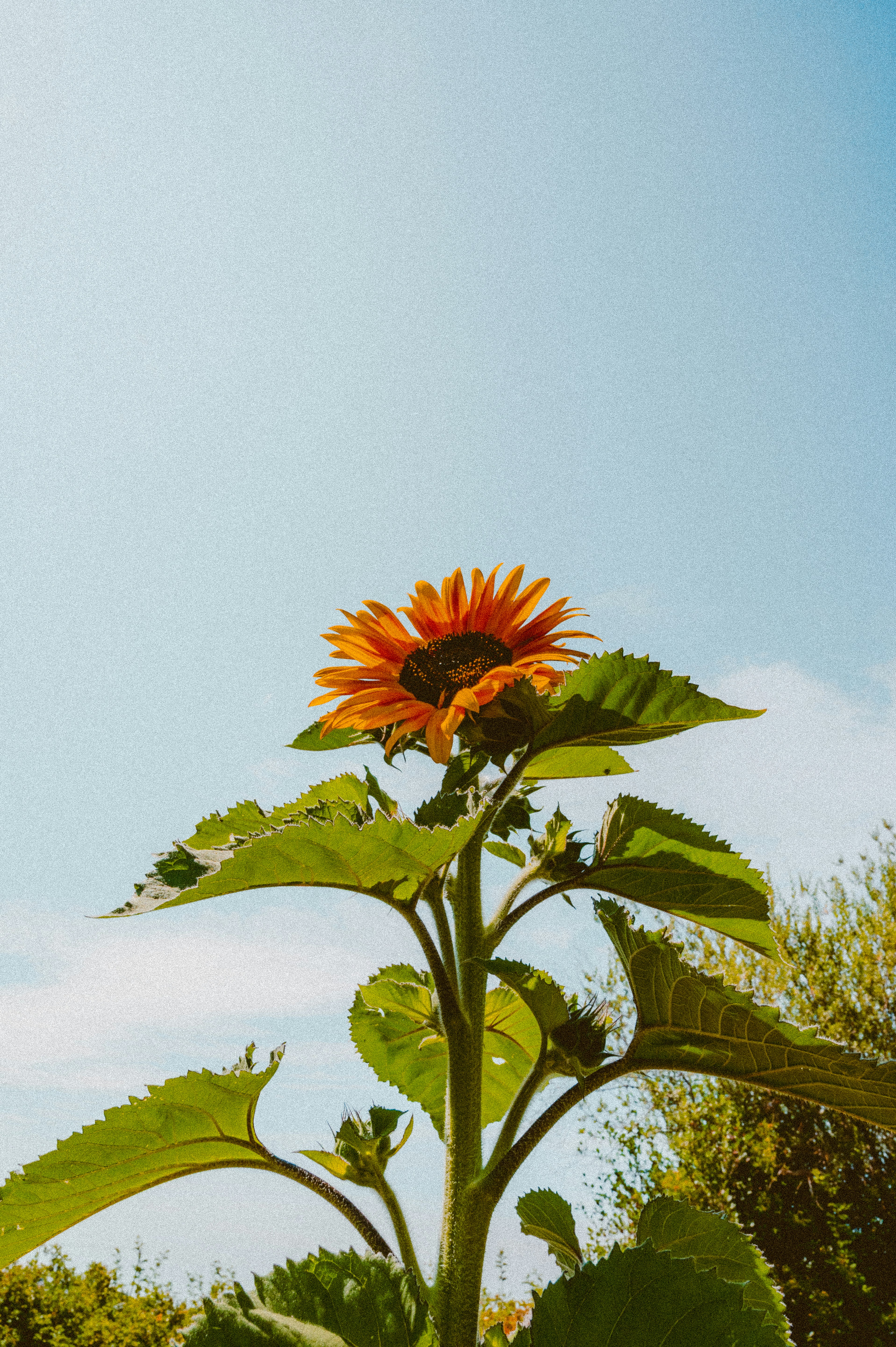 Un solo girasol florece contra un cielo azul despejado.