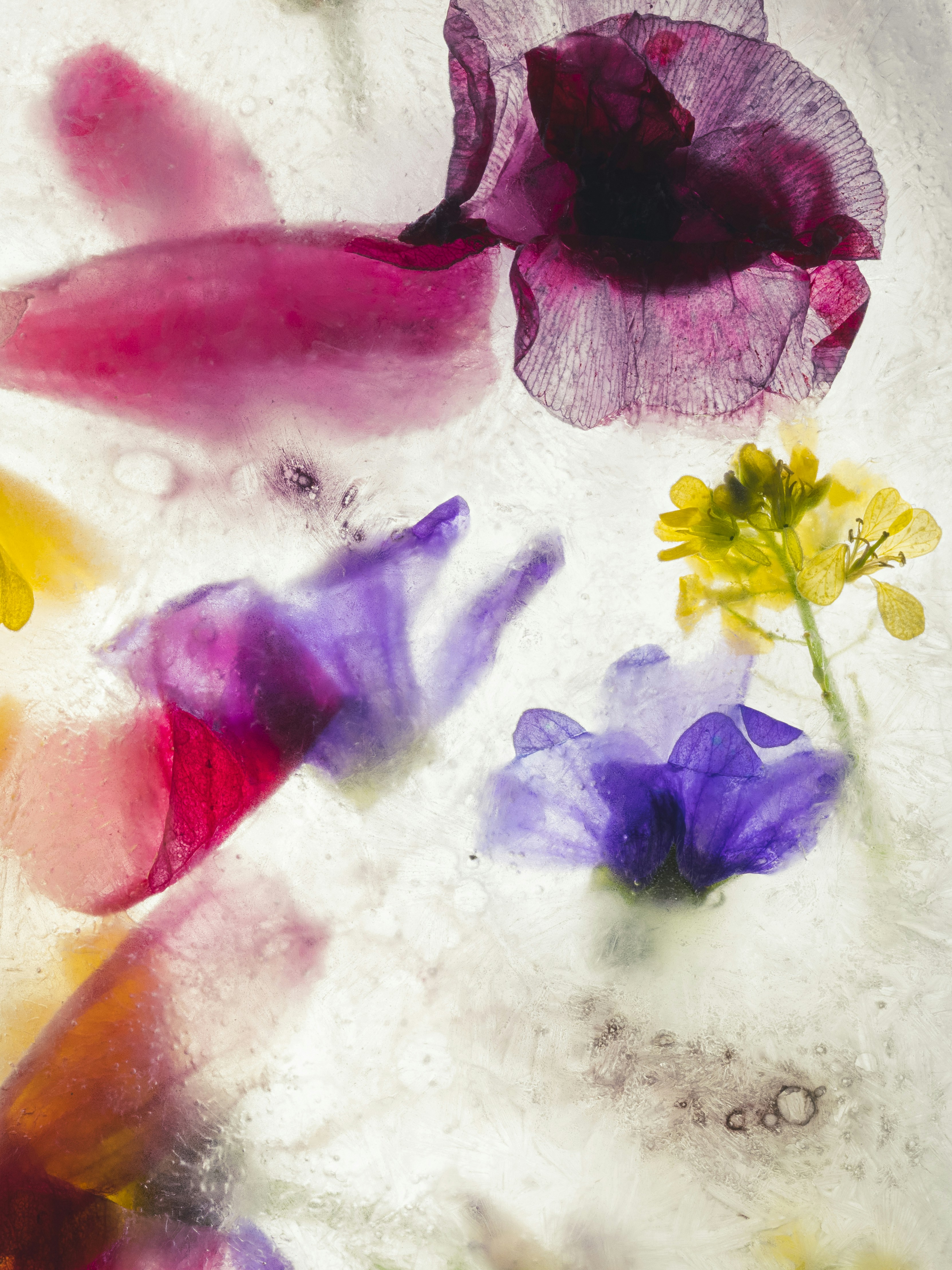 Colorful flowers frozen in ice with ice