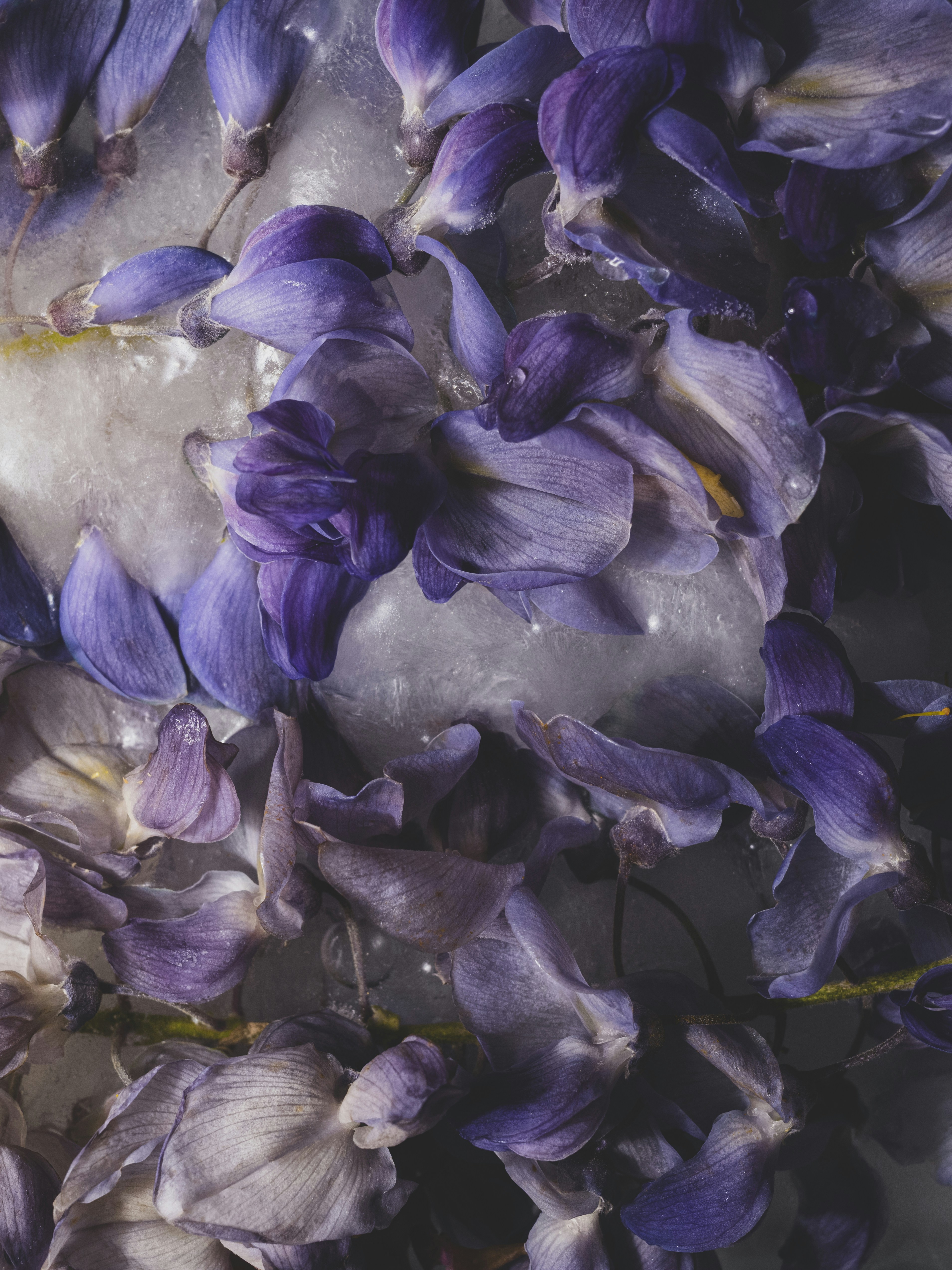 Purple wisteria flowers frozen in ice